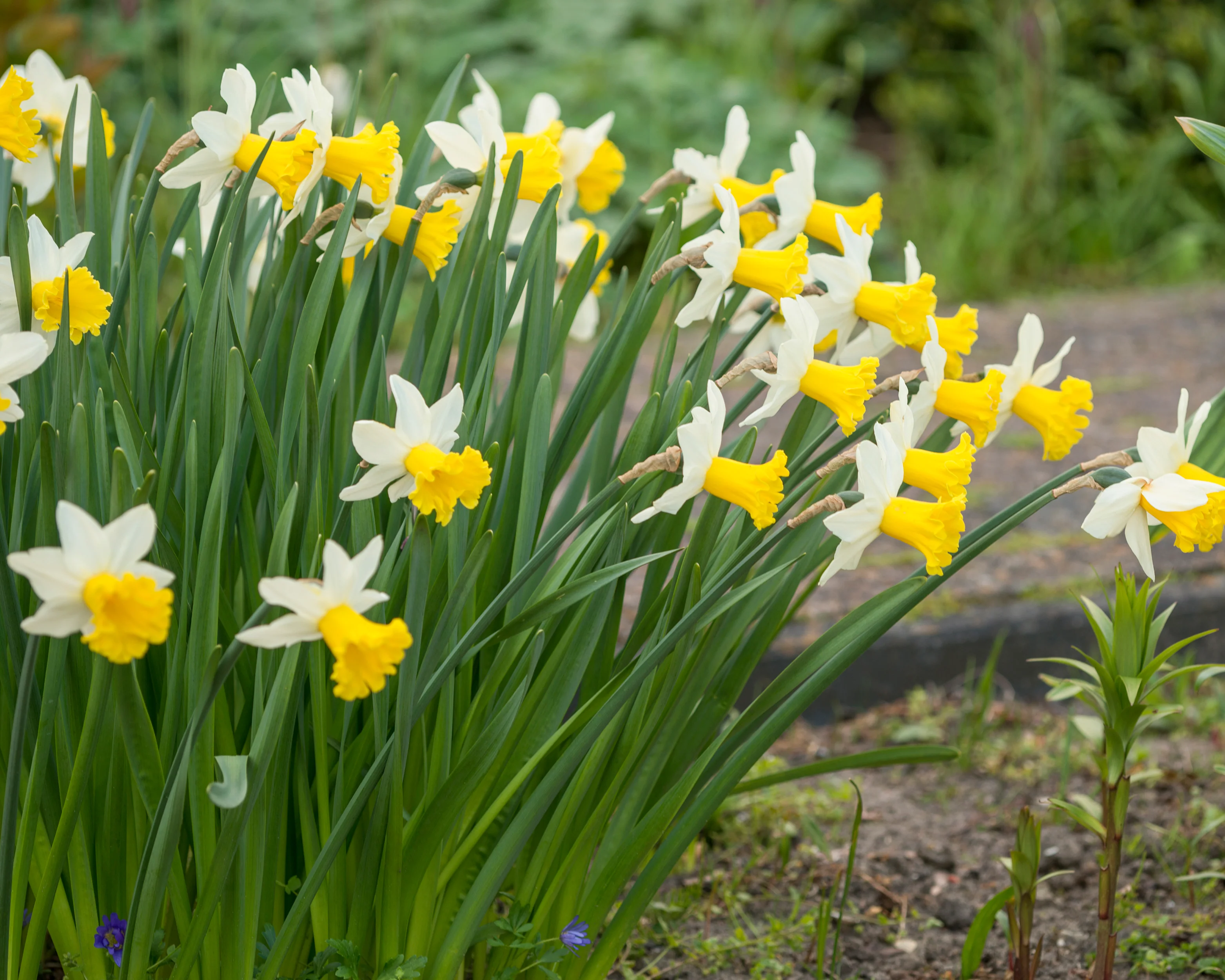 Narcissus 'Wisley' - Image 4