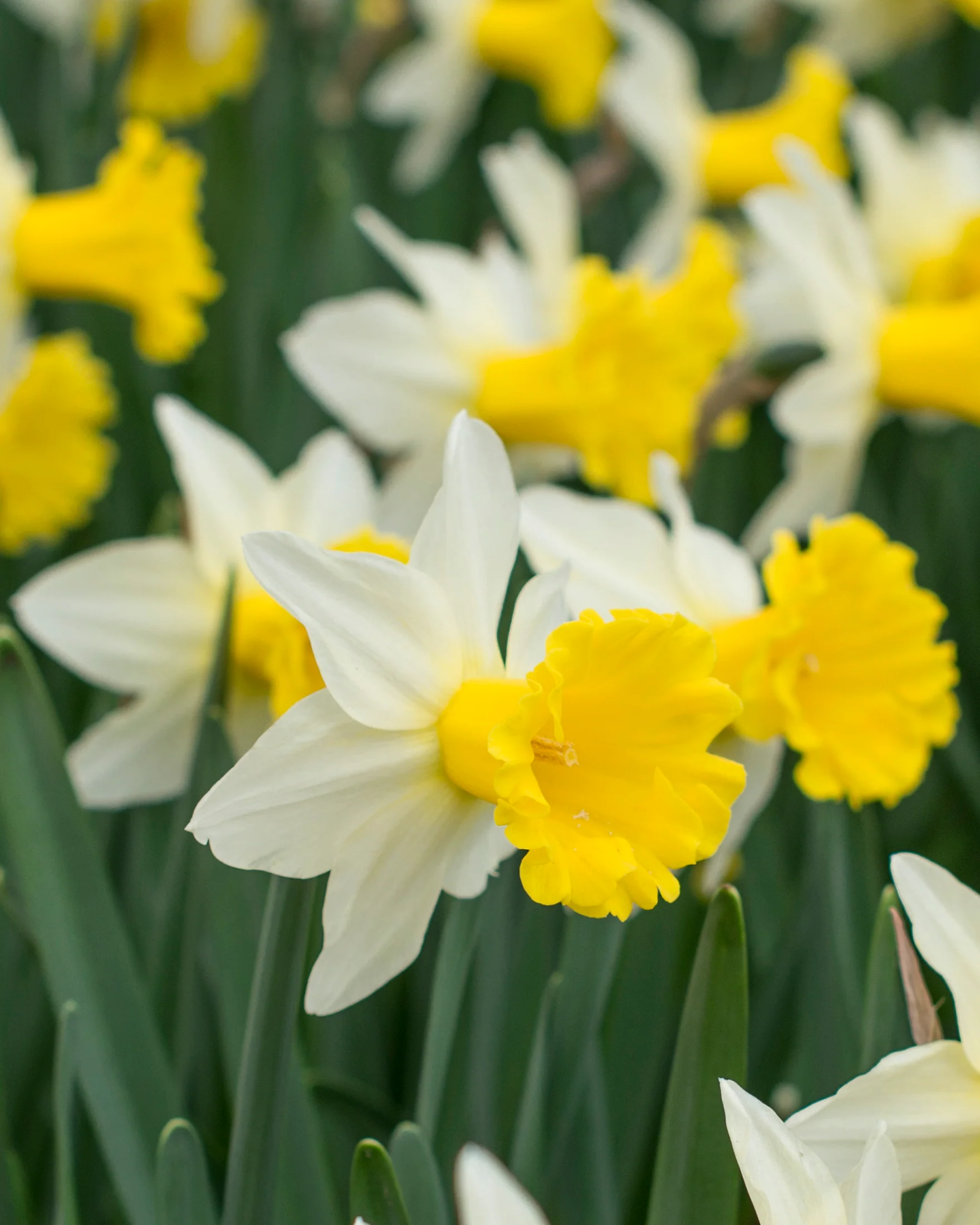 Narcissus 'Wisley' - Image 5