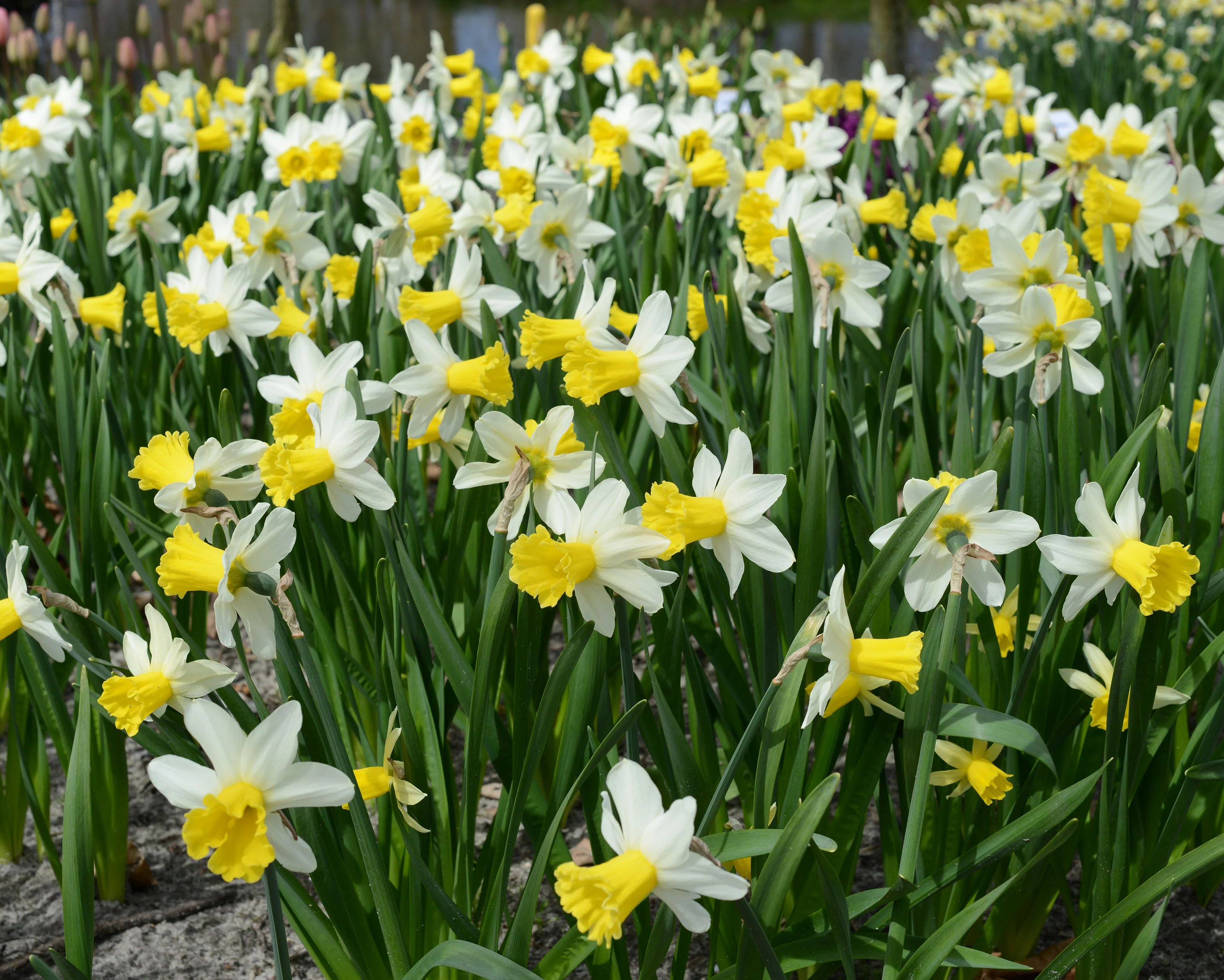 Narcissus 'Wisley' - Image 6