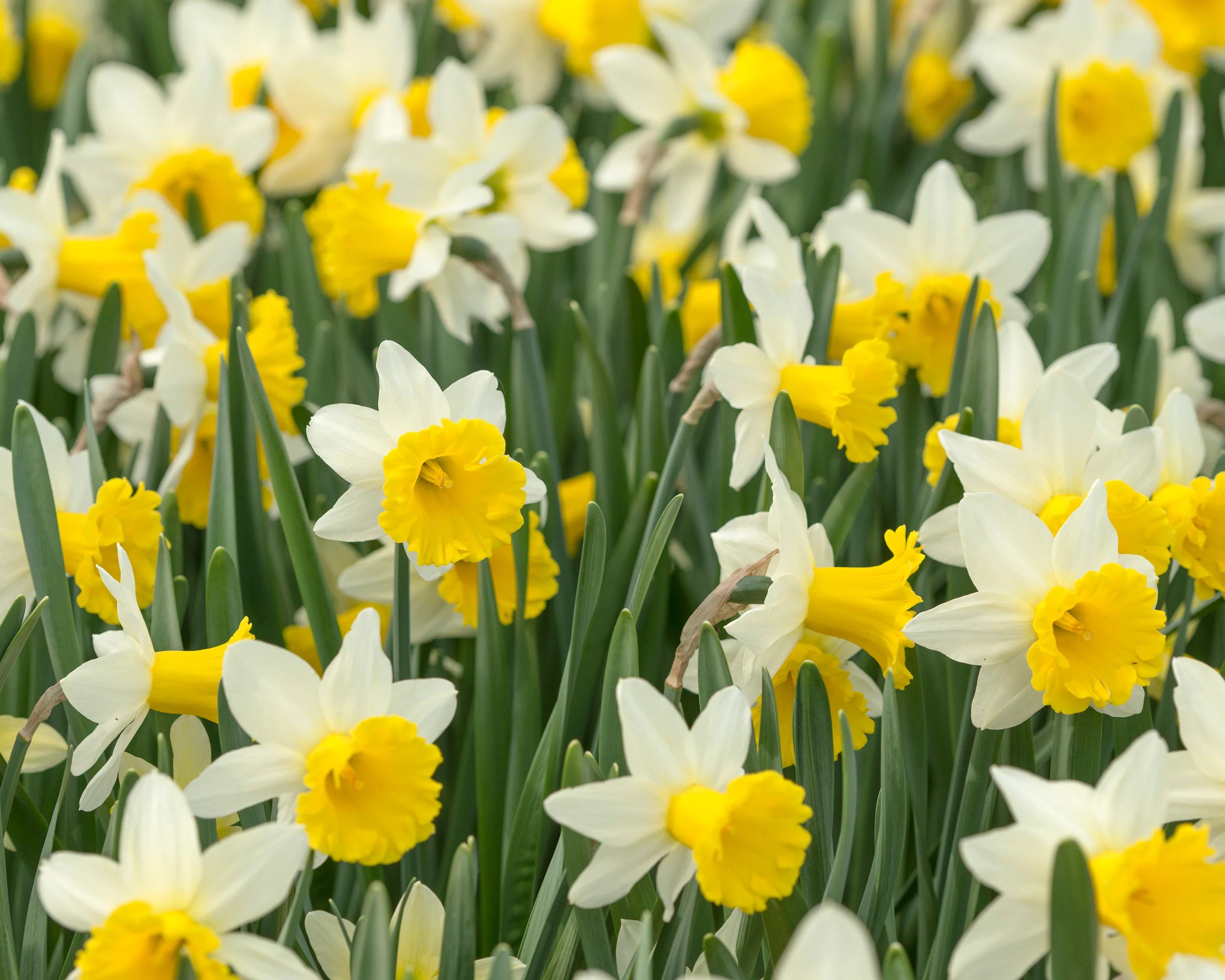 Narcissus 'Wisley' - Image 7
