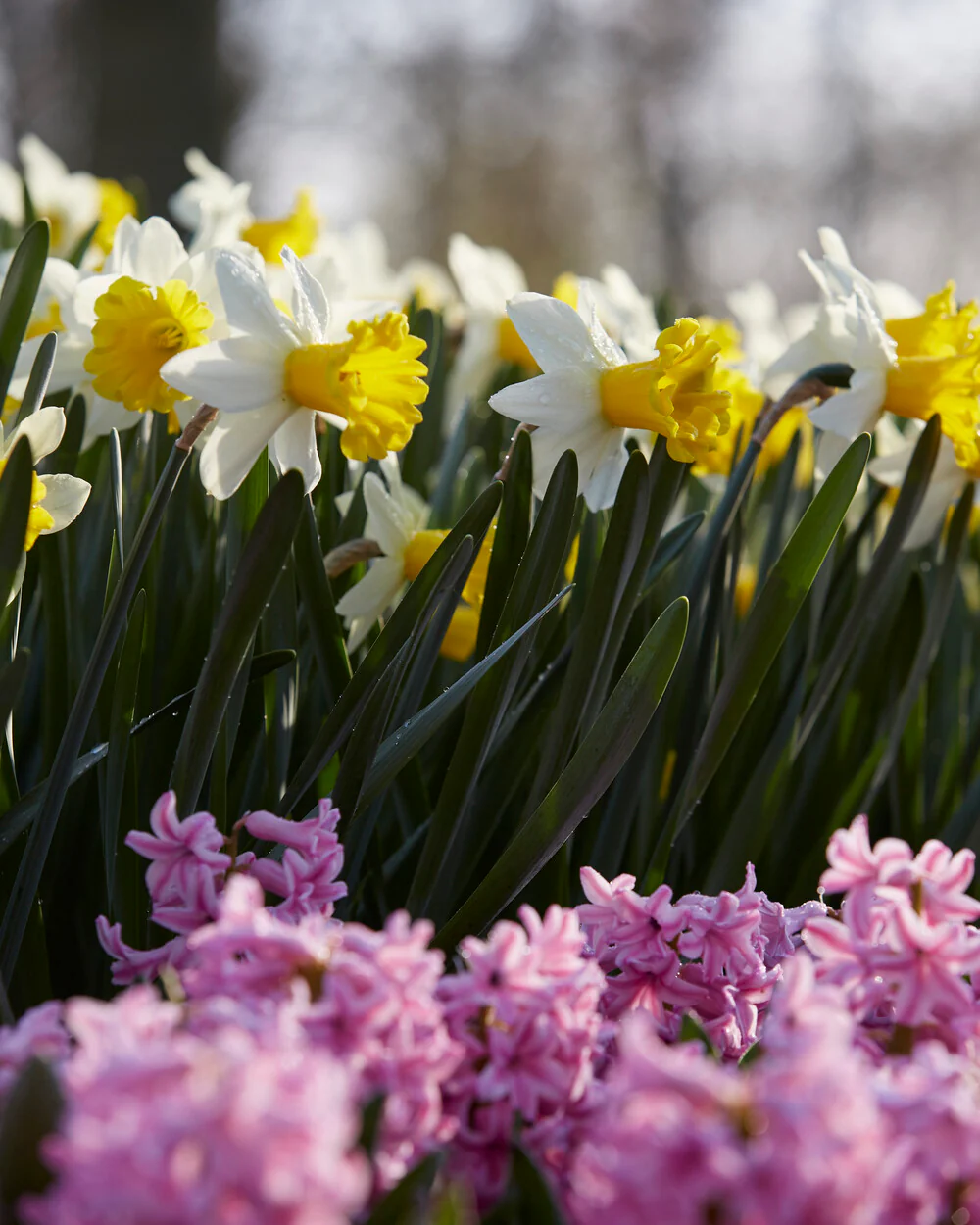 Narcissus 'Wisley' - Image 8