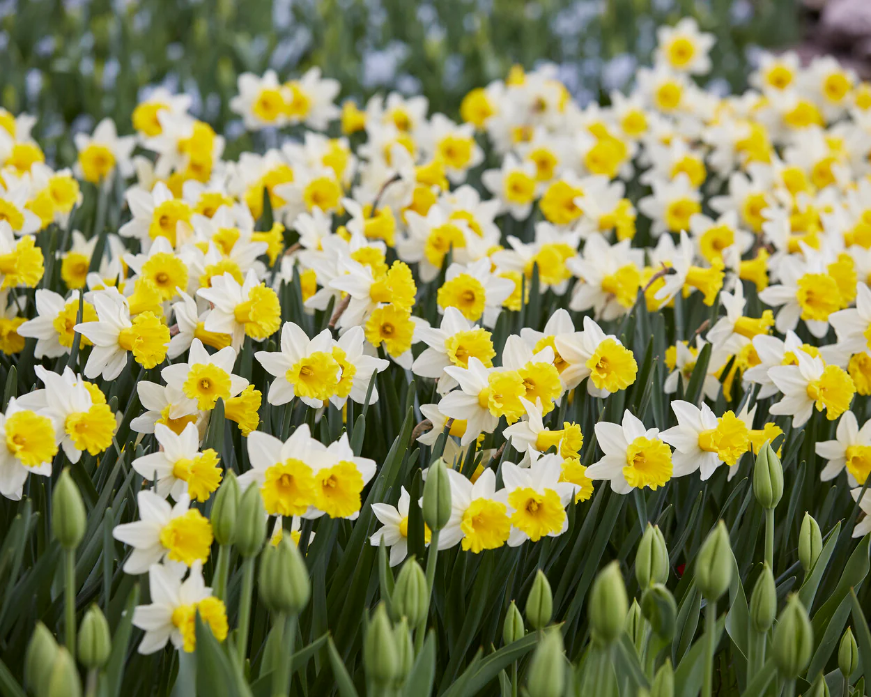 Narcissus 'Wisley' - Image 9