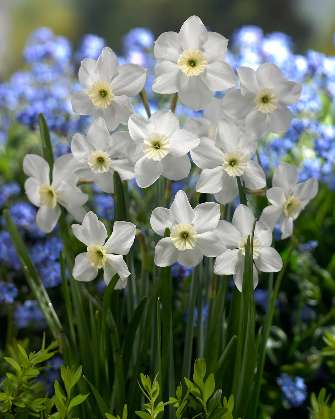 Narcissus 'Xit' - Image 4
