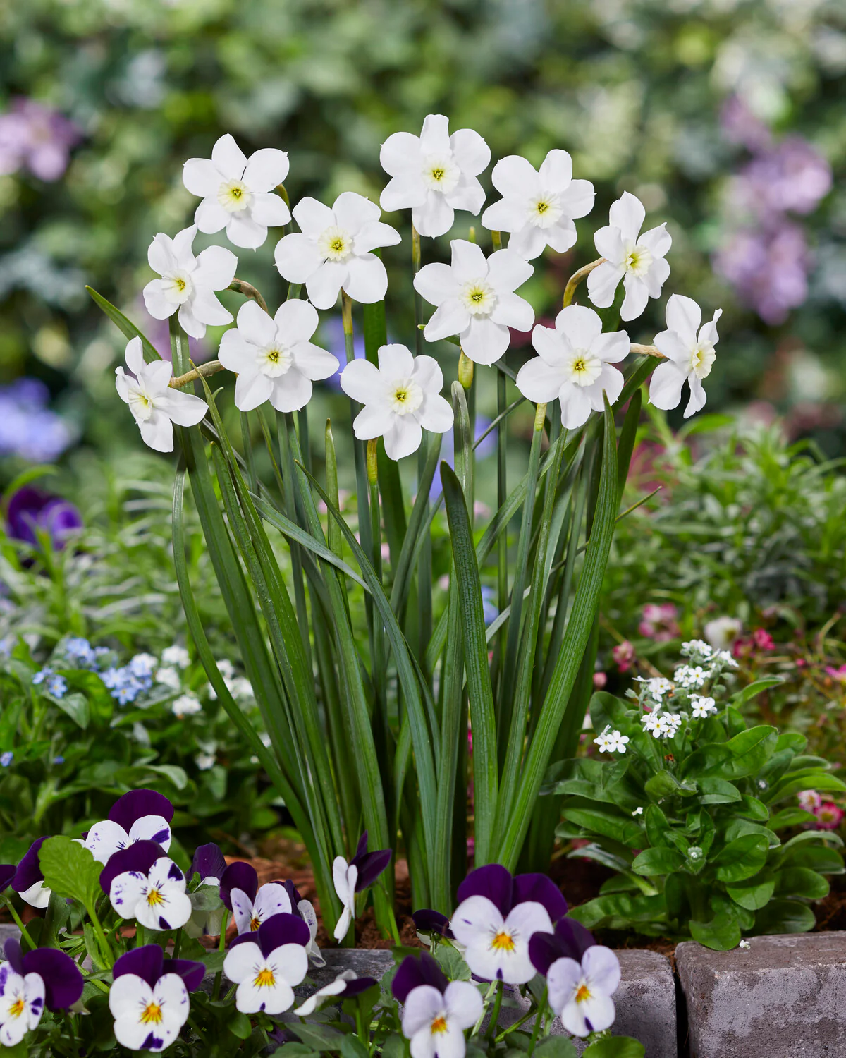 Narcissus 'Xit' - Image 5