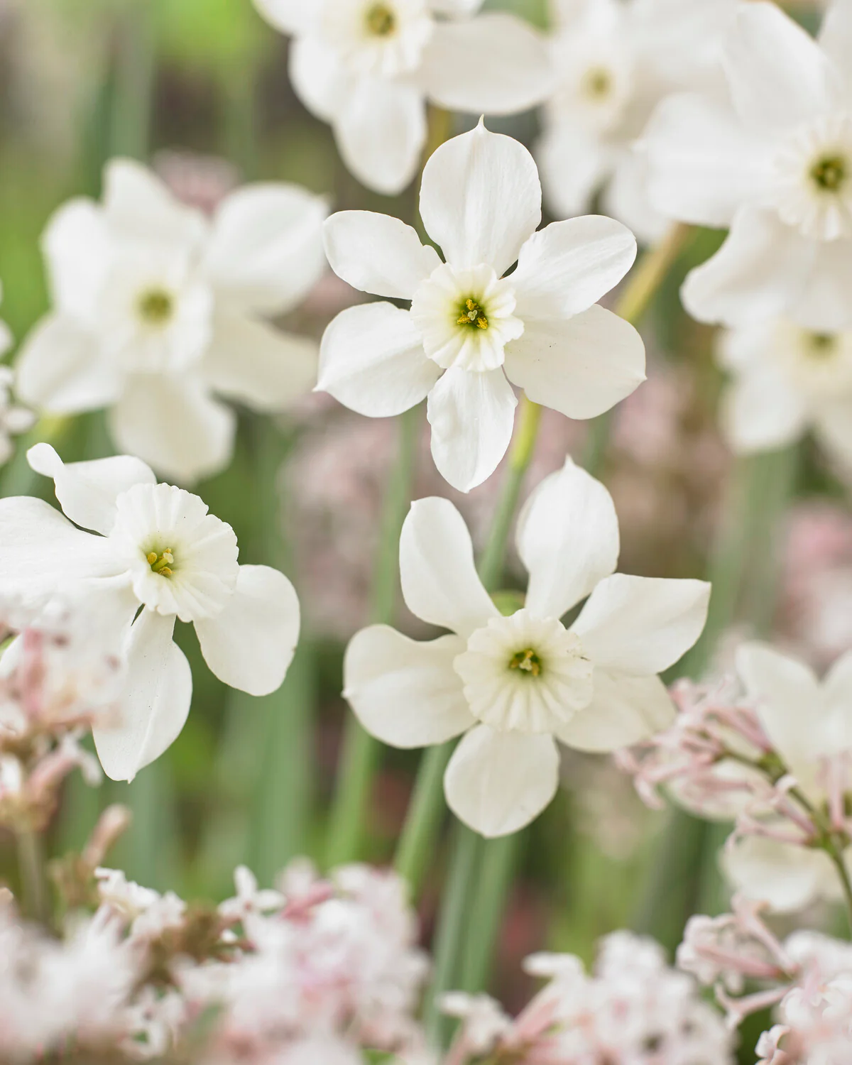 Narcissus 'Xit' - Image 6