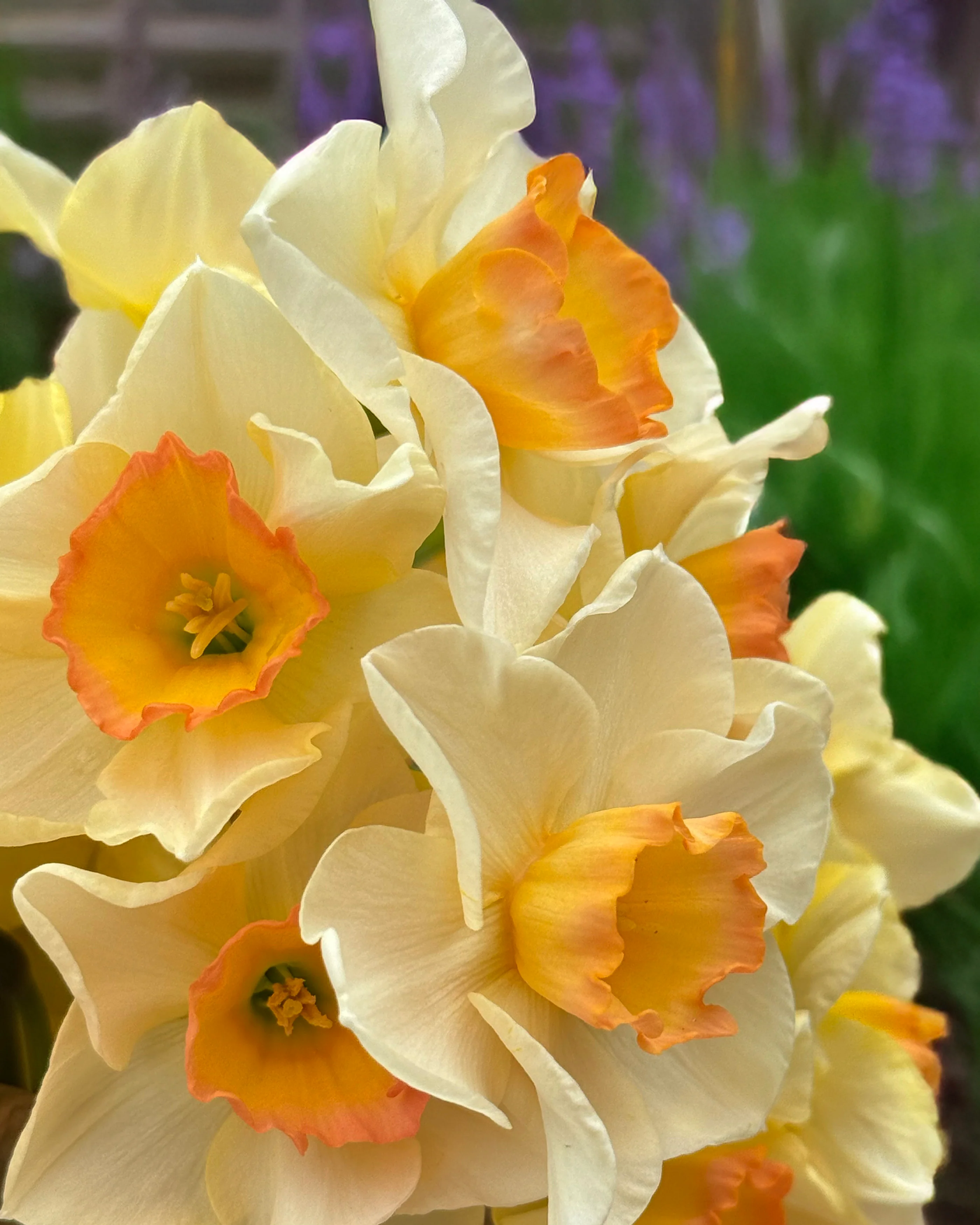 Narcissus 'Yazz' - Image 3