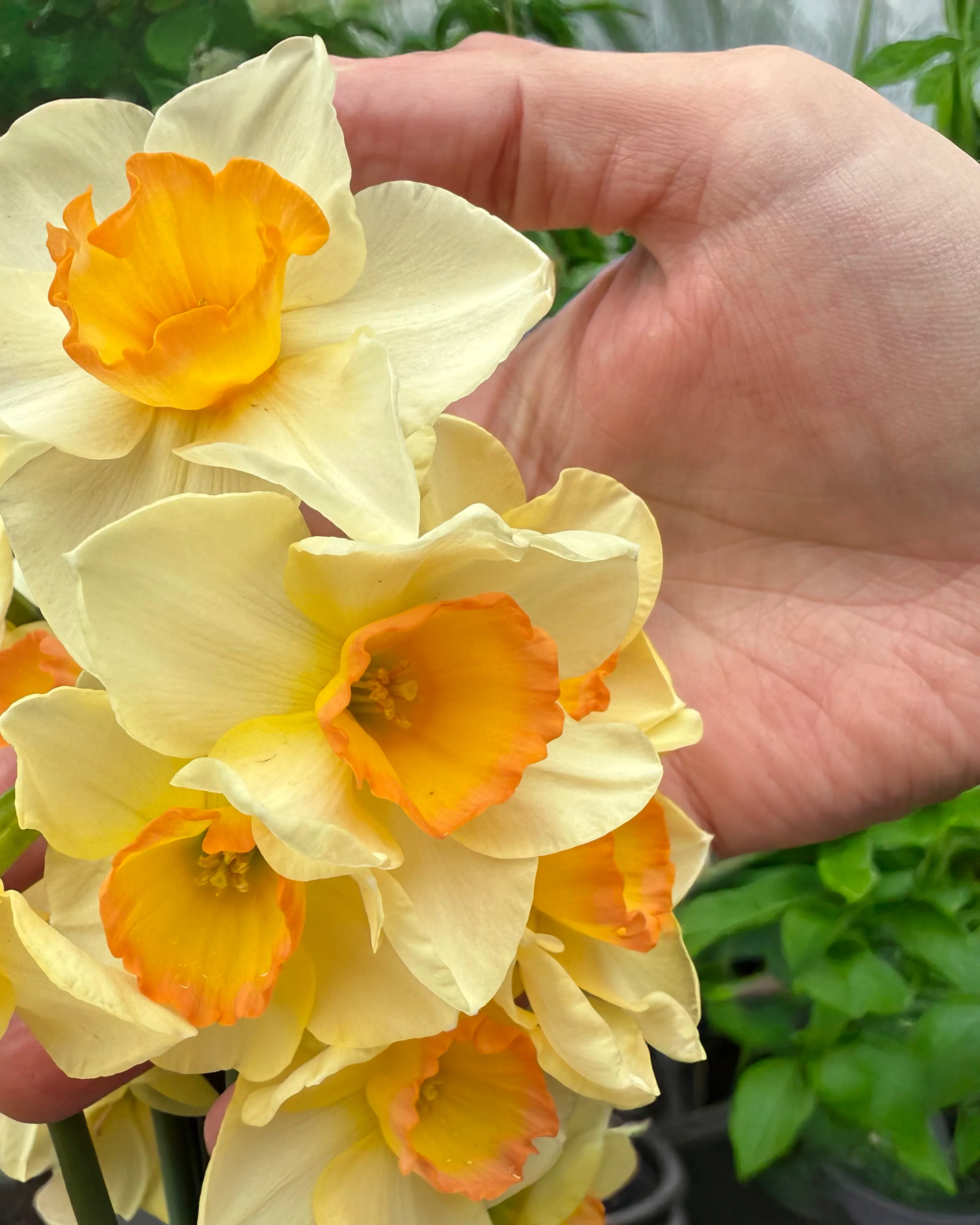 Narcissus 'Yazz' - Image 4