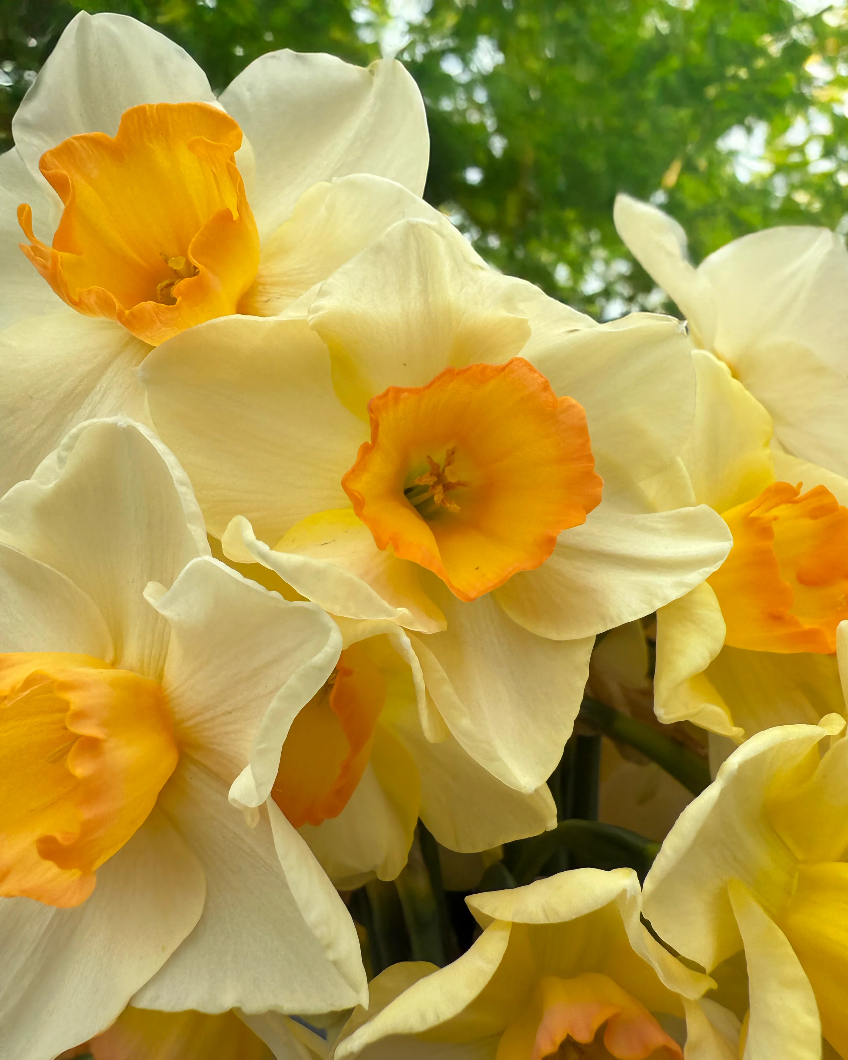 Narcissus 'Yazz' - Image 5