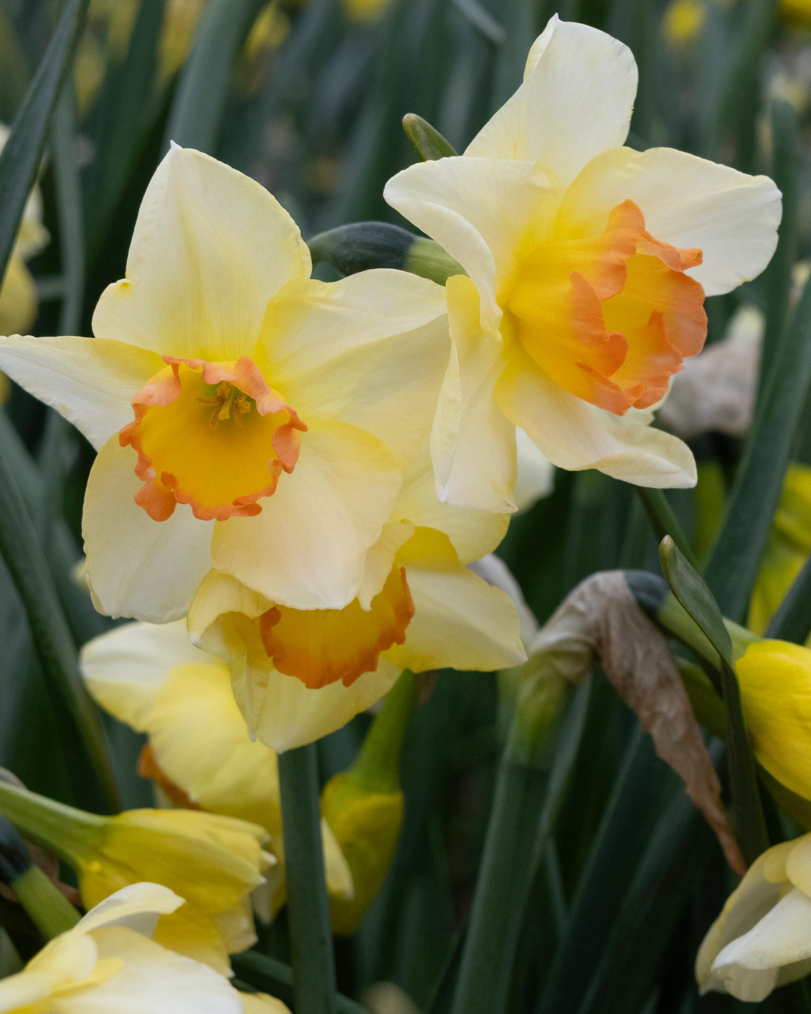 Narcissus 'Yazz' - Image 6