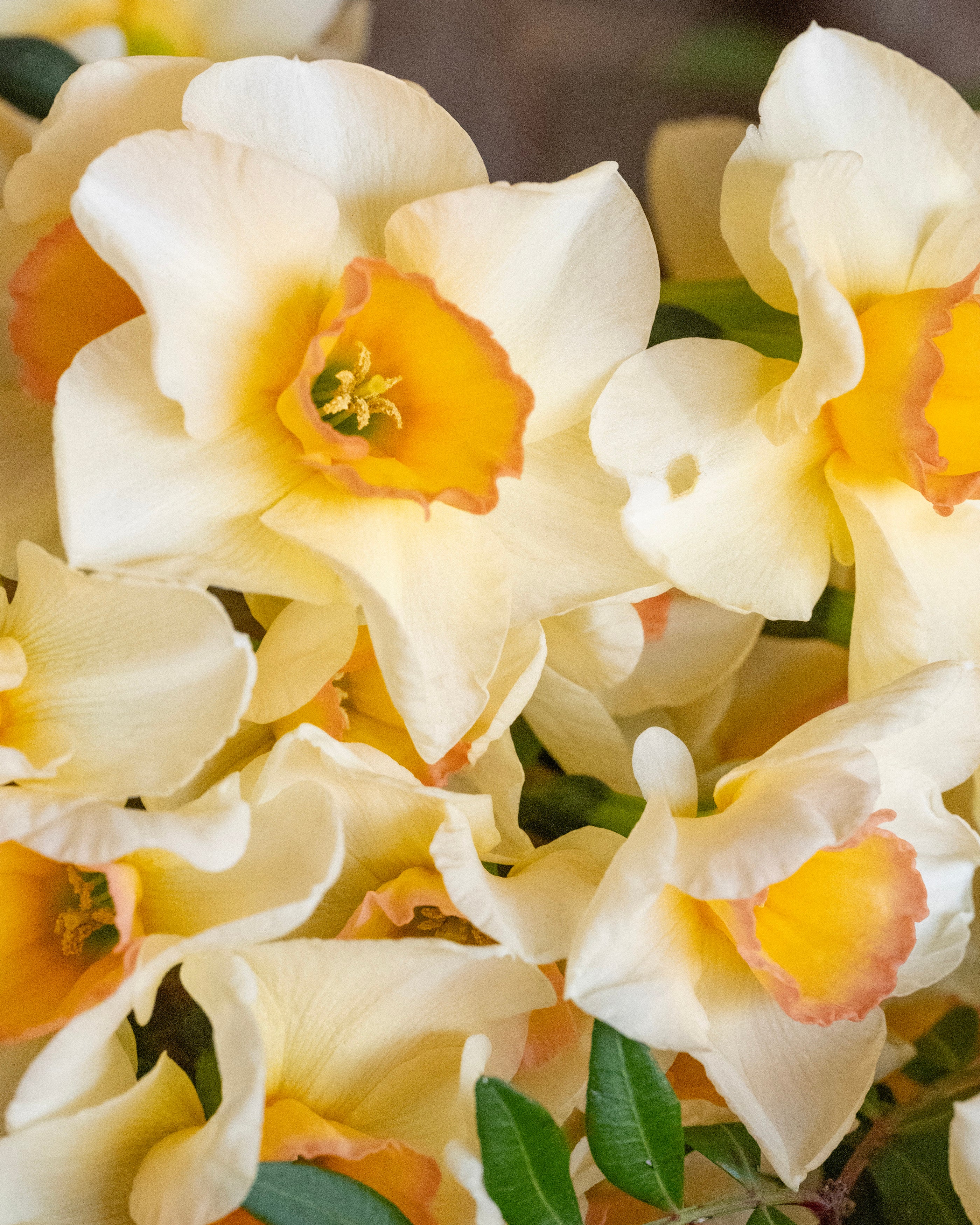 Narcissus 'Yazz' - Image 7