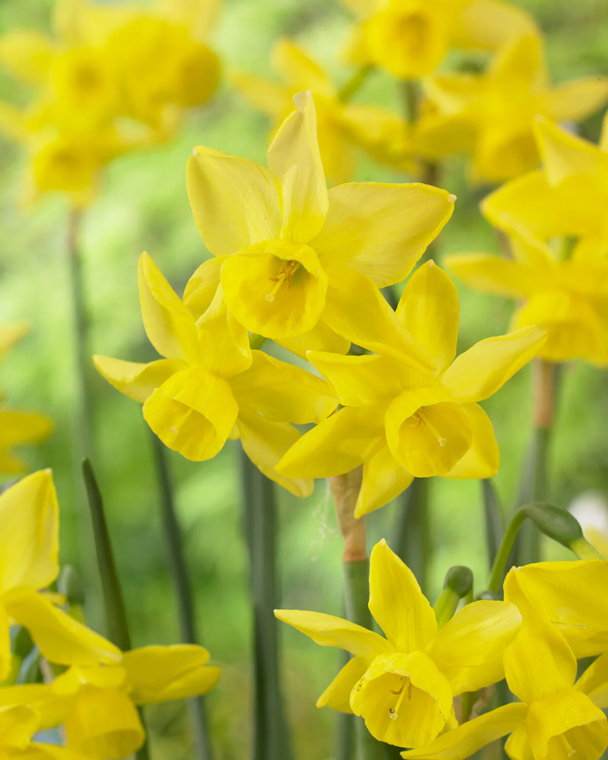 Narcissus 'Yellow Ocean' - Image 3