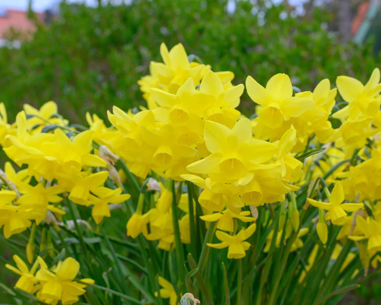 Narcissus 'Yellow Ocean' - Image 4
