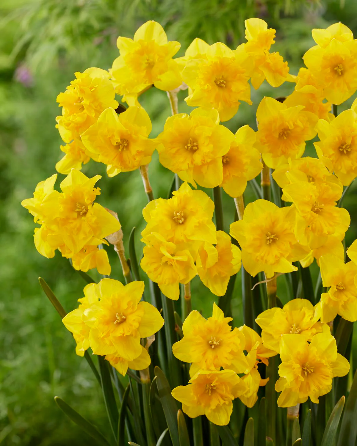 Narcissus 'Yellow Parrot' - Image 10