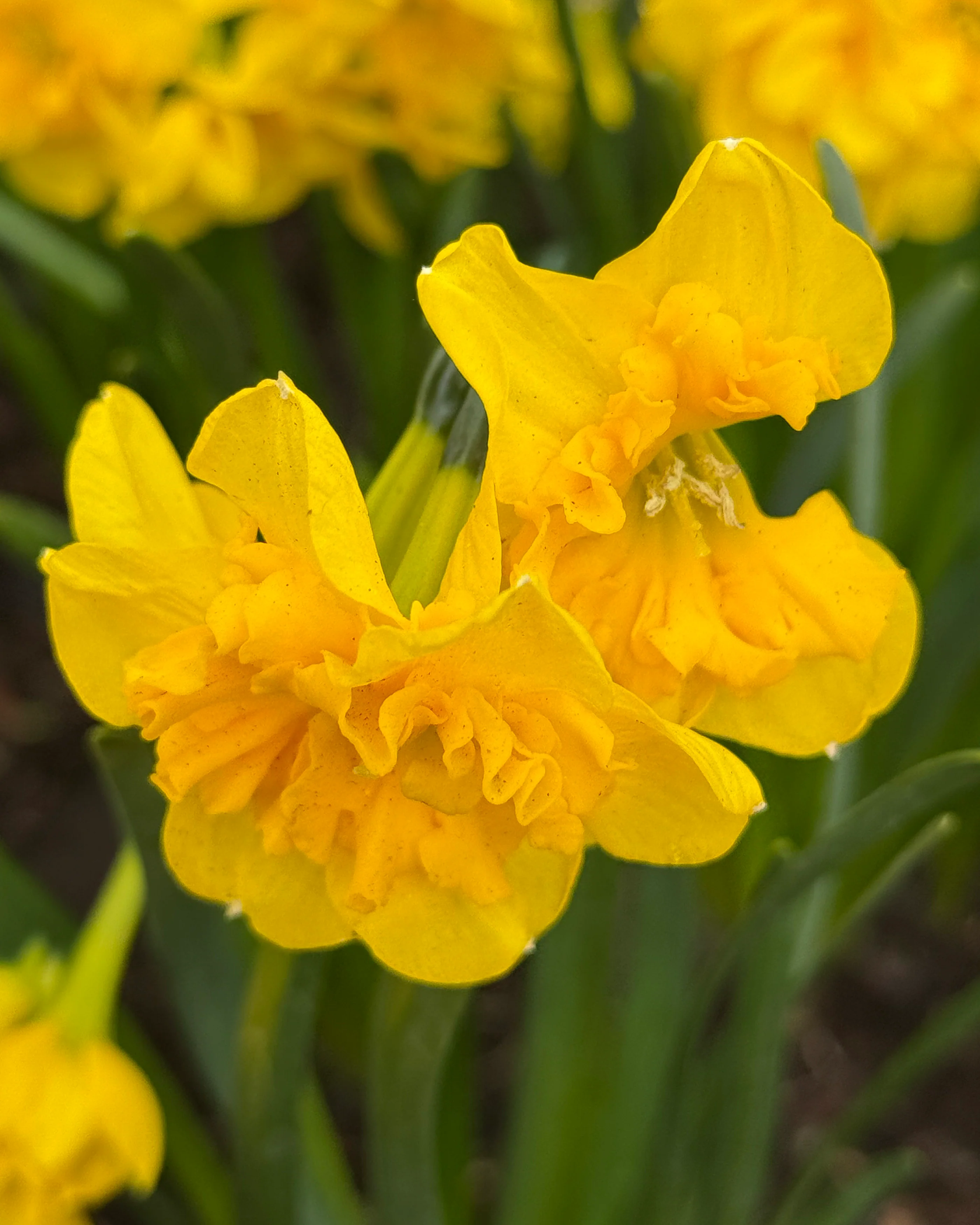 Narcissus 'Yellow Parrot' - Image 11