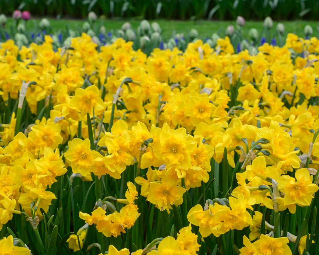 Narcissus 'Yellow Parrot' - Image 12