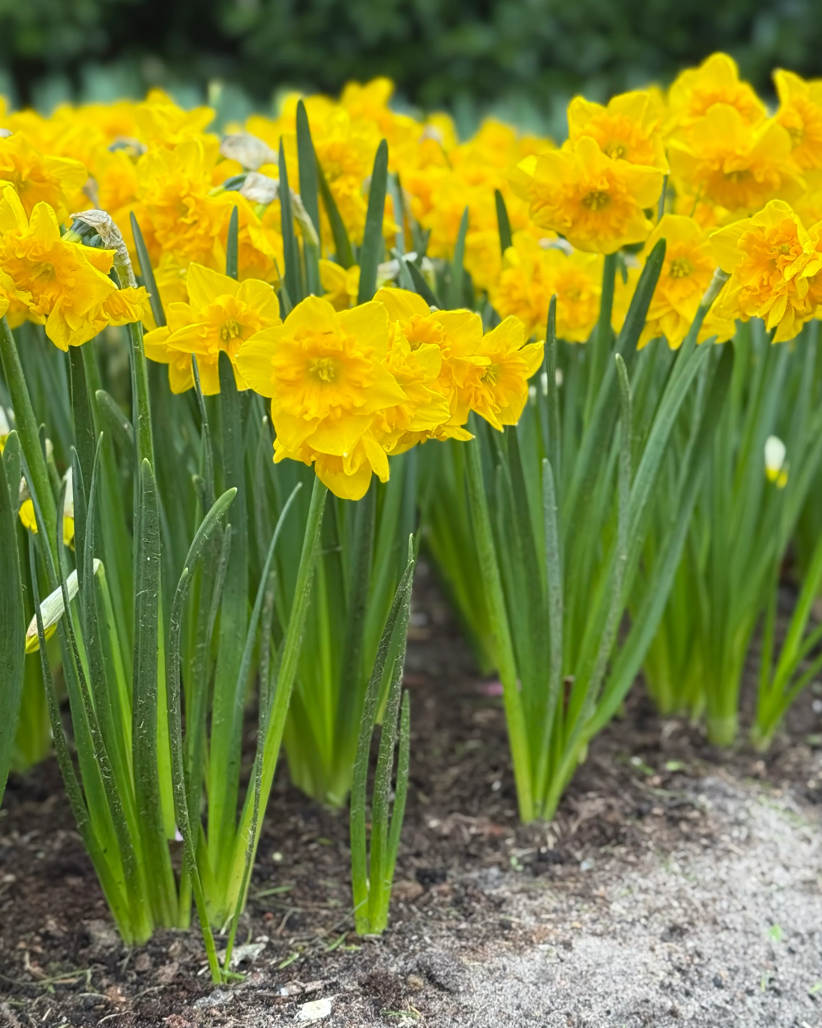 Narcissus 'Yellow Parrot' - Image 13