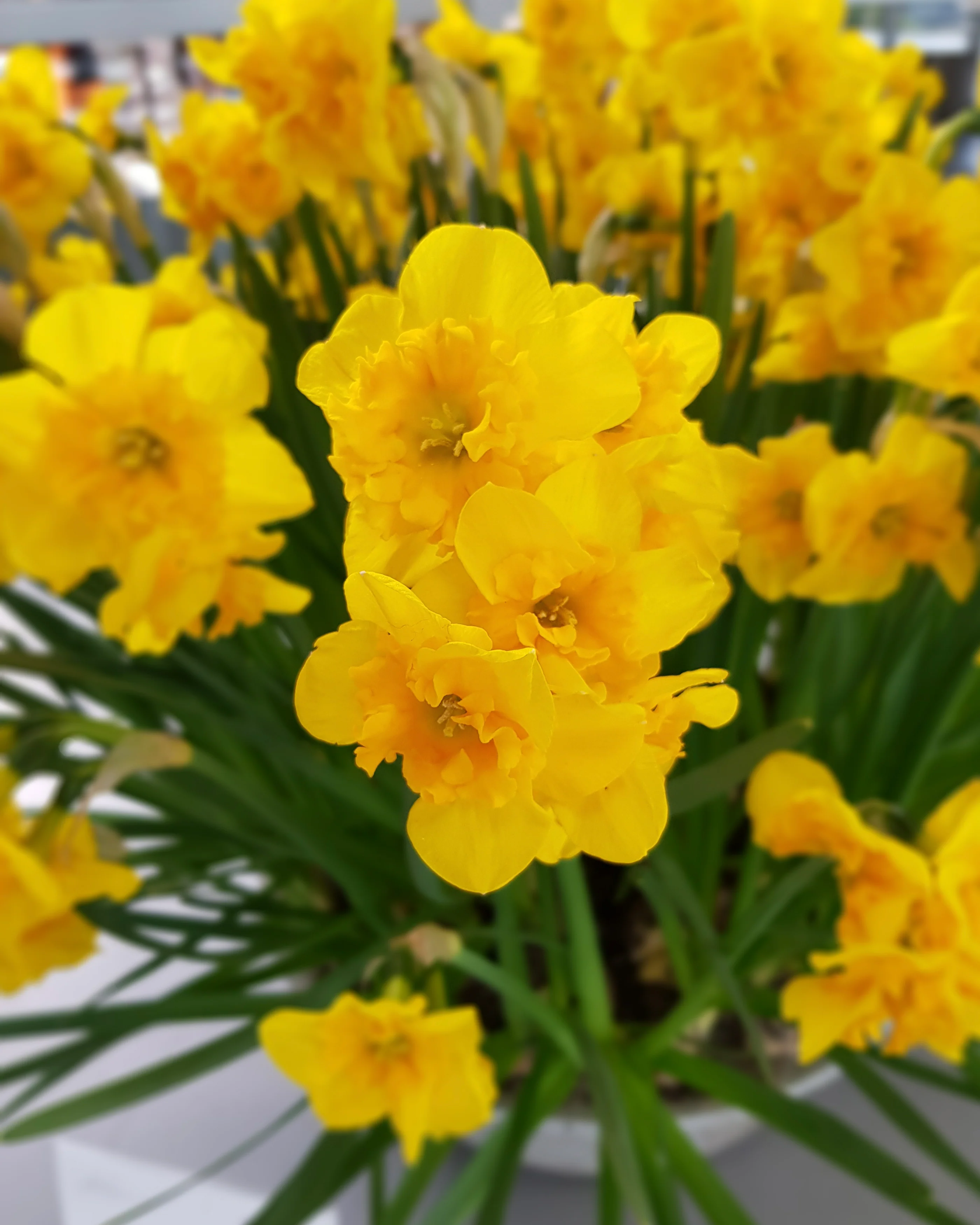 Narcissus 'Yellow Parrot' - Image 14