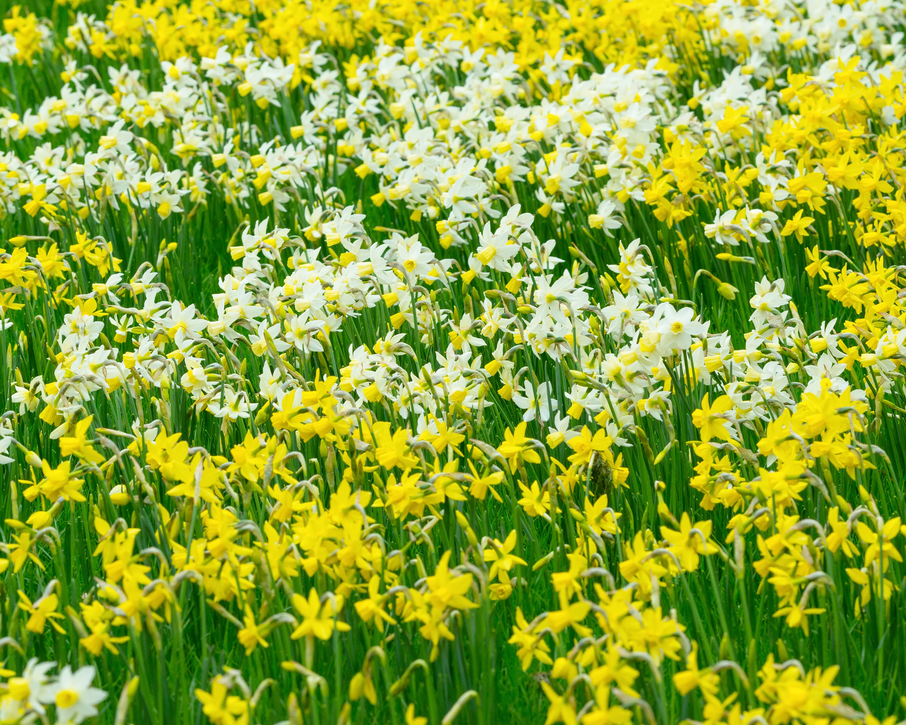 Narcissus 'Yellow Sailboat' - Image 11