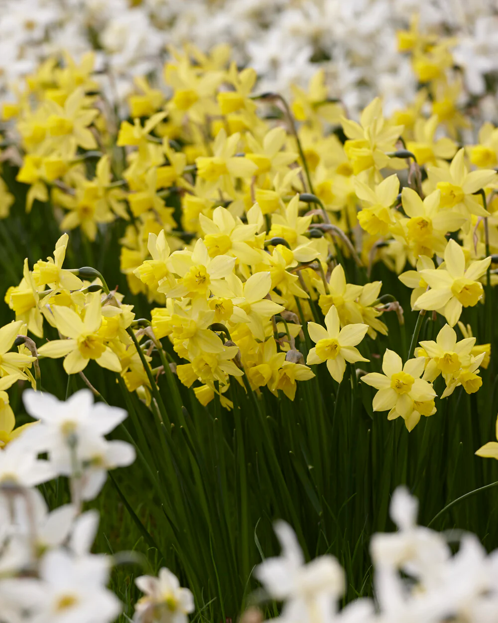 Narcissus 'Yellow Sailboat' - Image 5