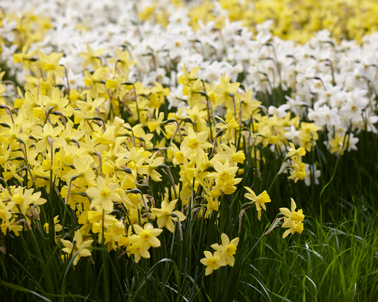 Narcissus 'Yellow Sailboat' - Image 6
