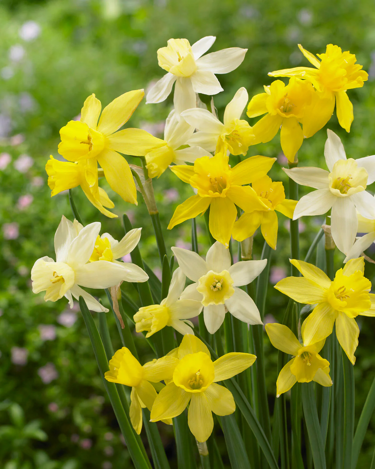 Narcissus 'Yellow Sailboat' - Image 8