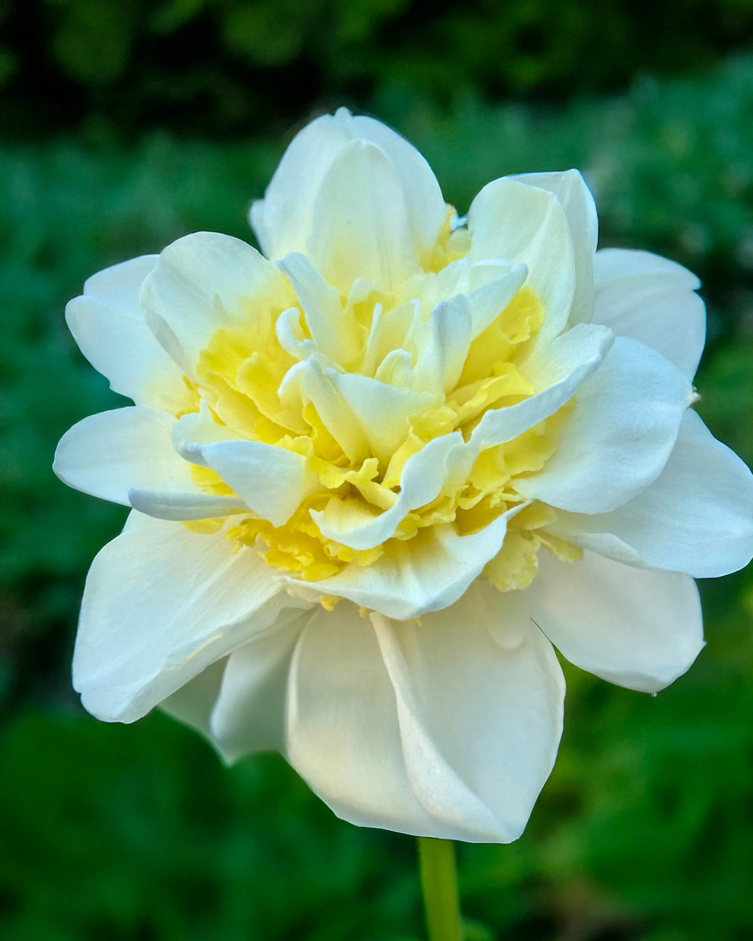 Narcissus 'Young Devotion' - Image 2