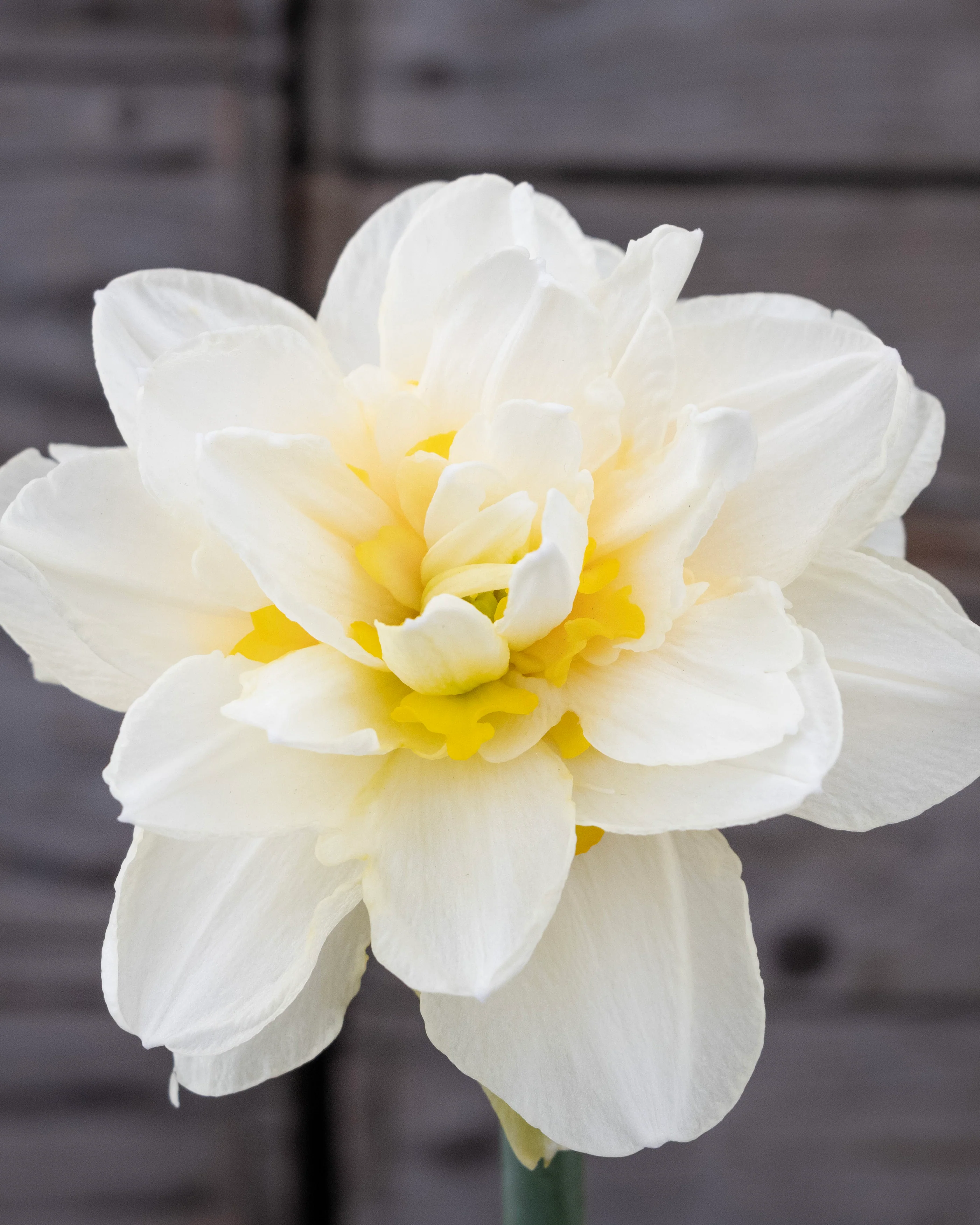 Narcissus 'Young Devotion' - Image 5