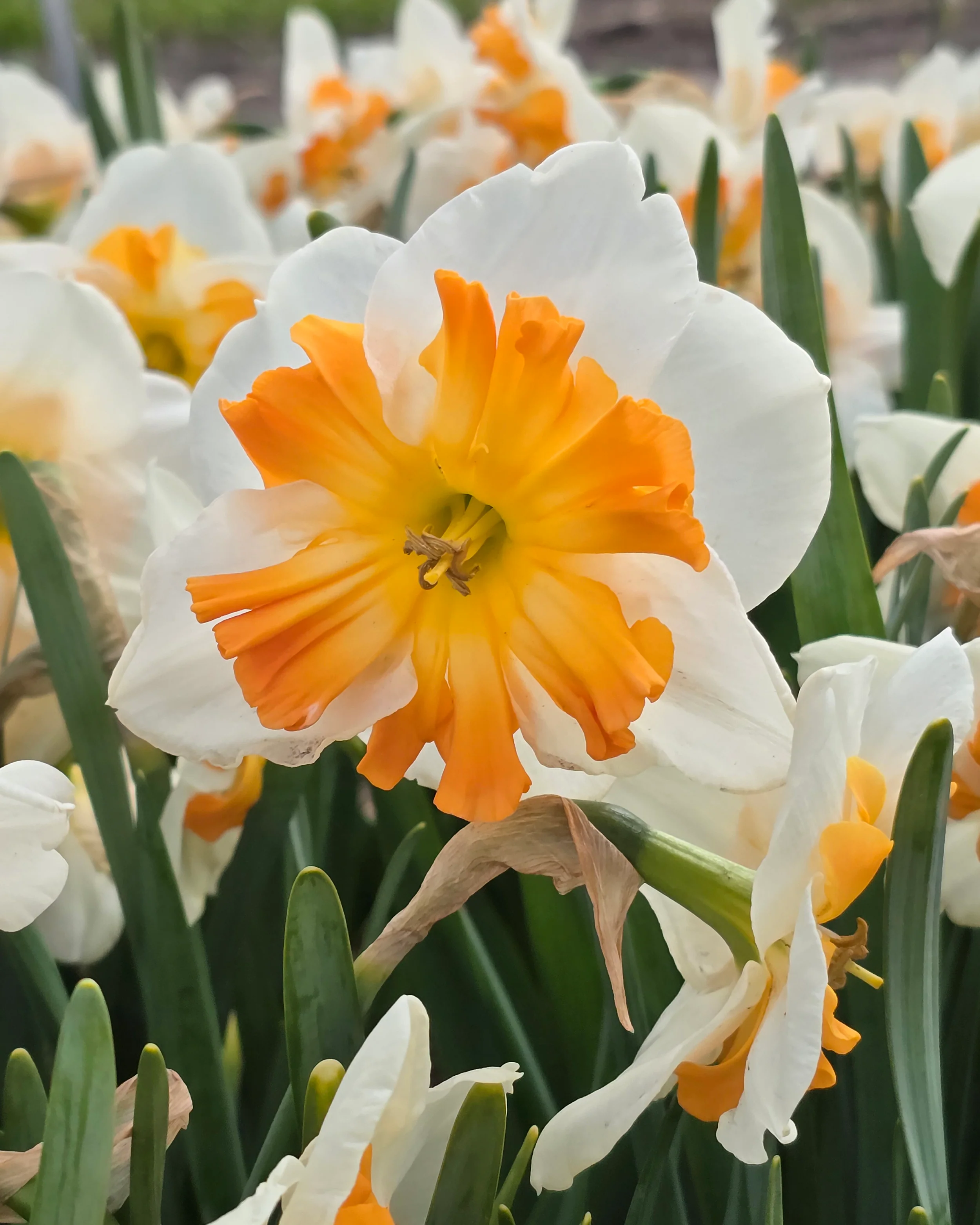 Narcissus 'Zinzi' - Image 3
