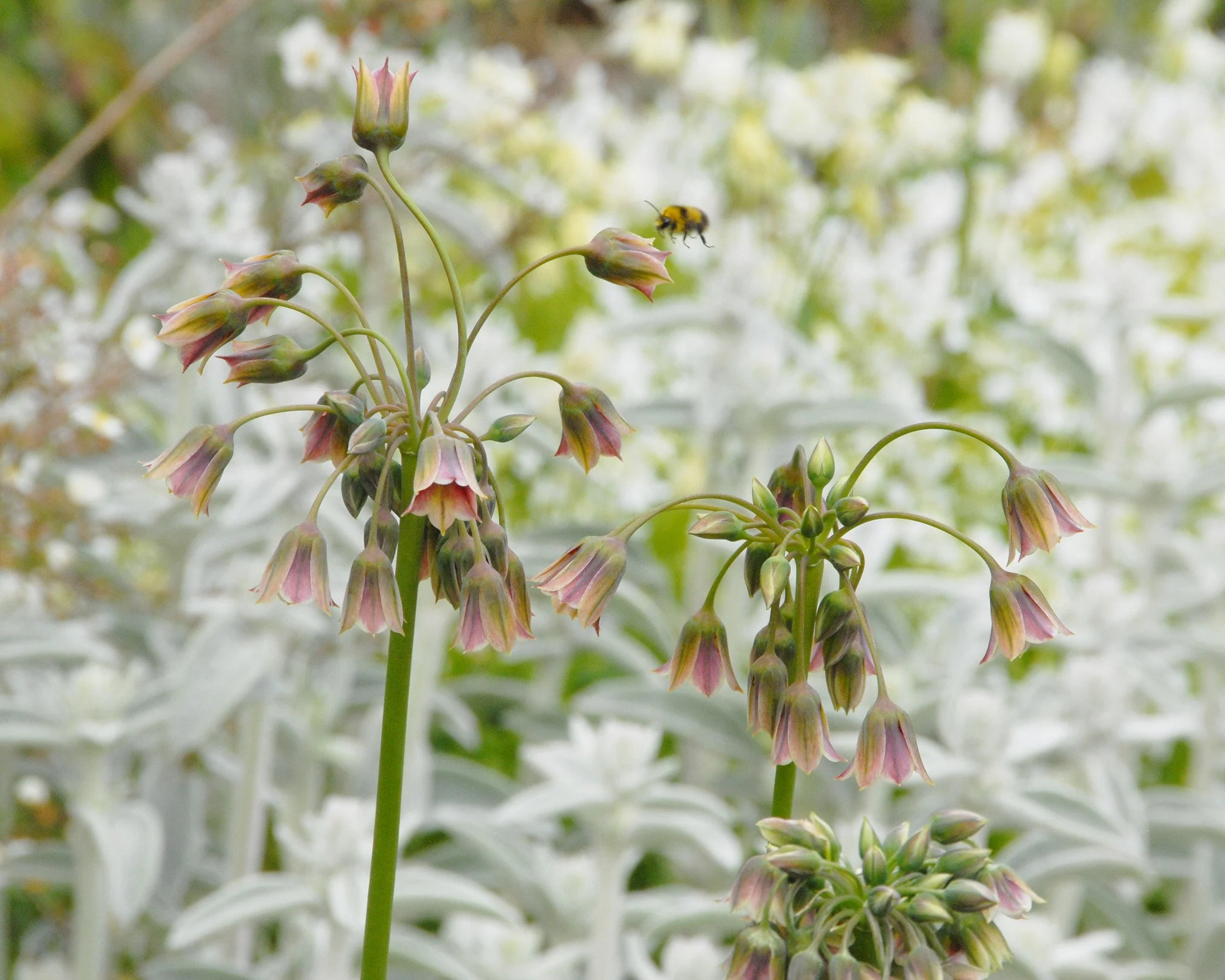 Nectaroscordum siculum - Image 10
