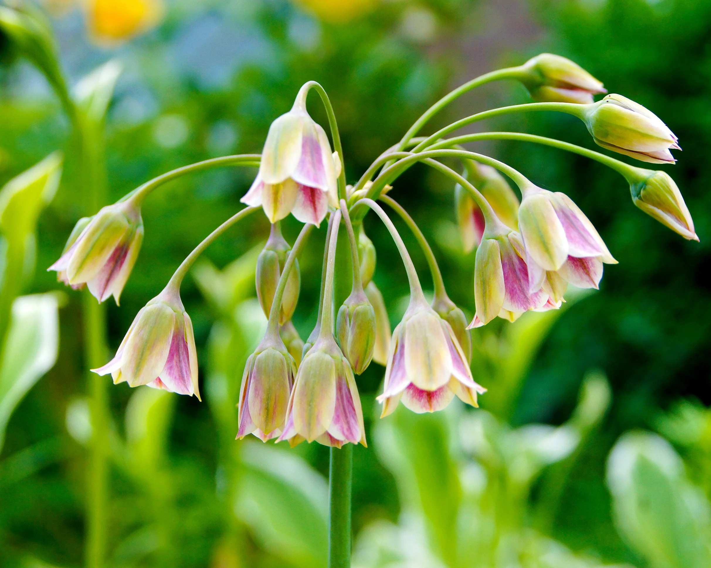 Nectaroscordum siculum - Image 11