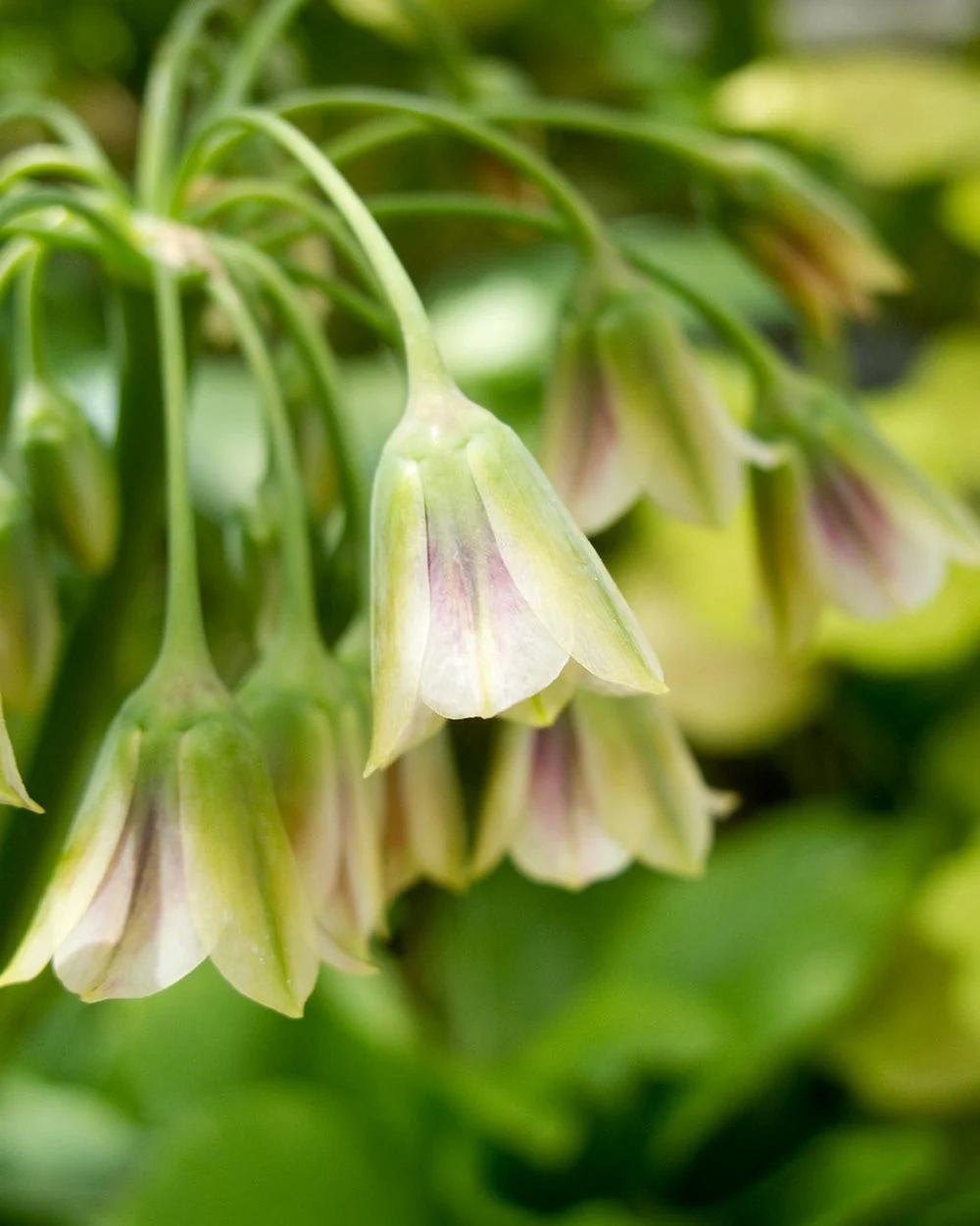 Nectaroscordum siculum - Image 3