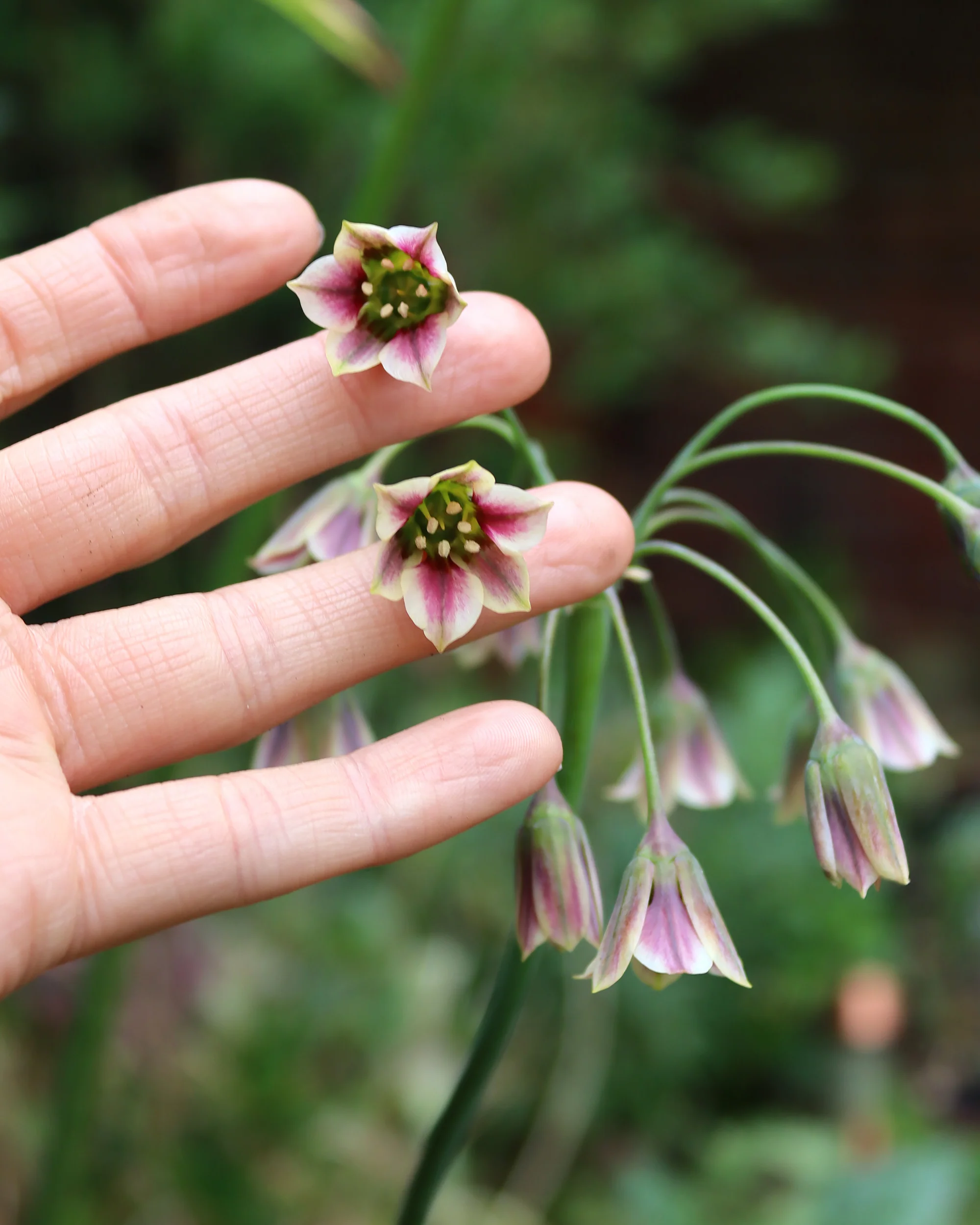 Nectaroscordum siculum - Image 5