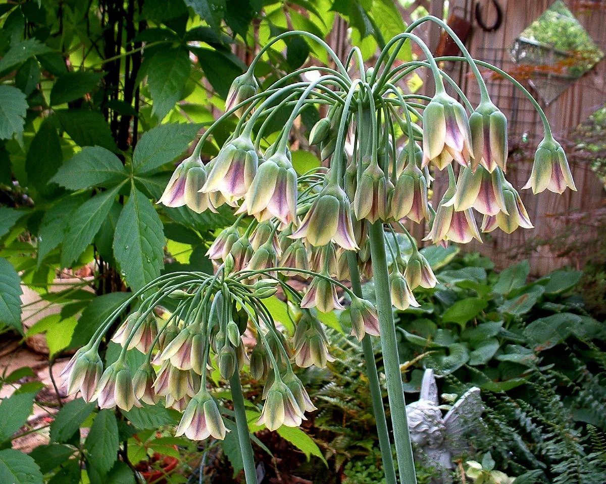Nectaroscordum siculum - Image 7