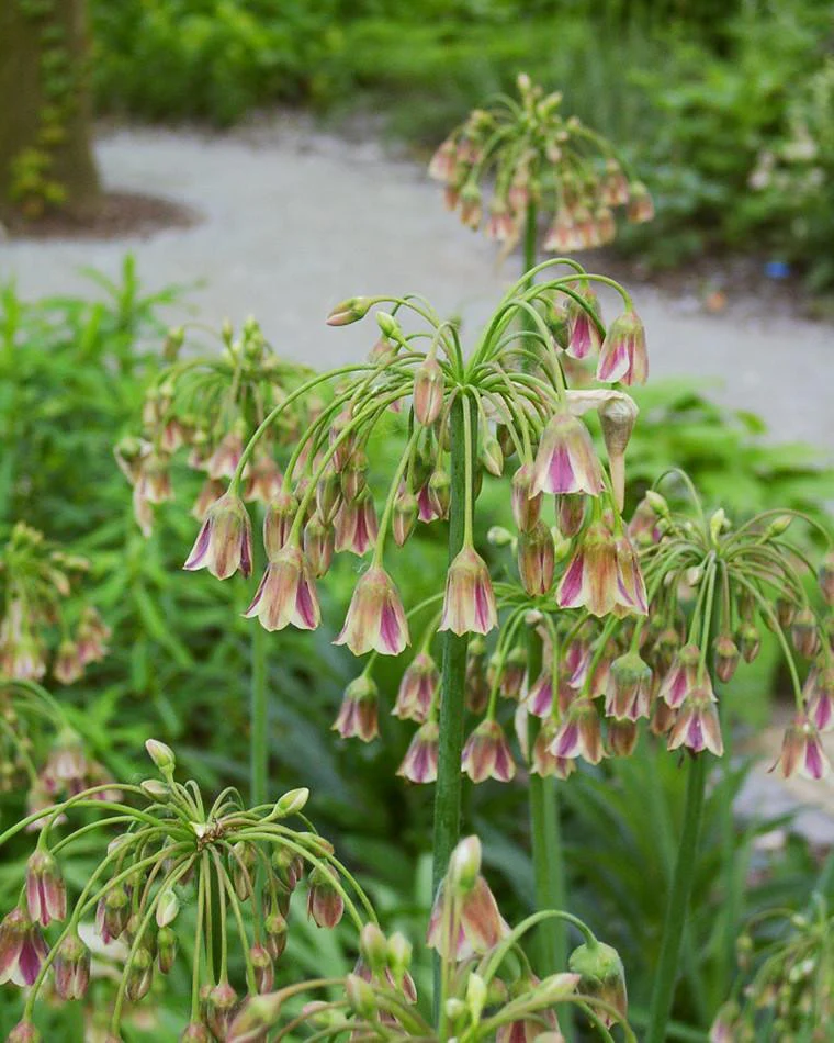 Nectaroscordum siculum - Image 8