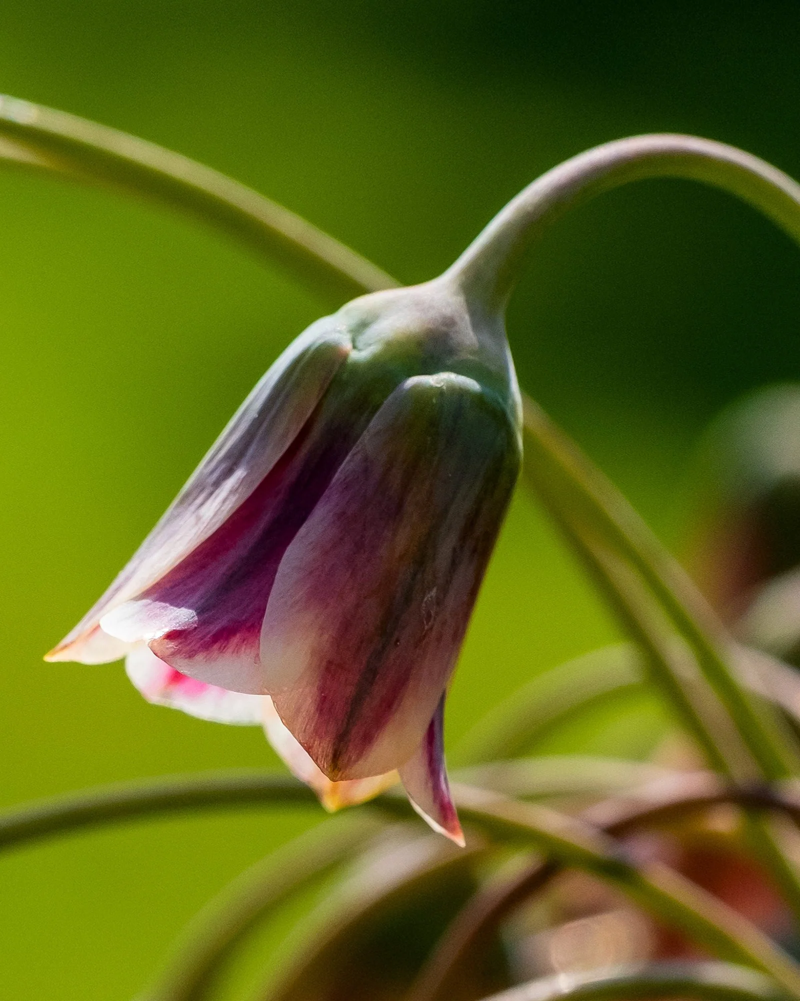 Nectaroscordum siculum - Image 9