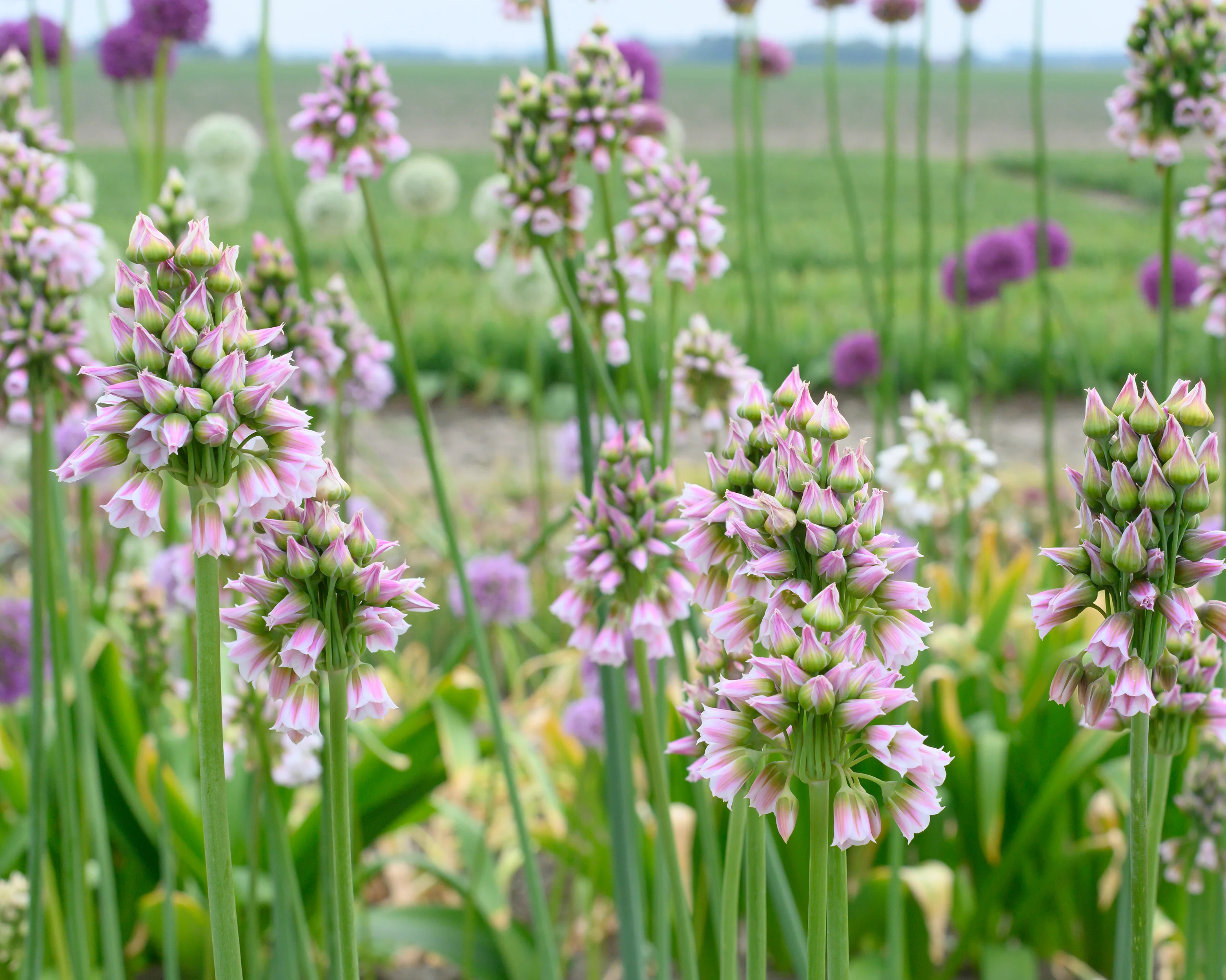 Nectaroscordum tripedale - Image 2