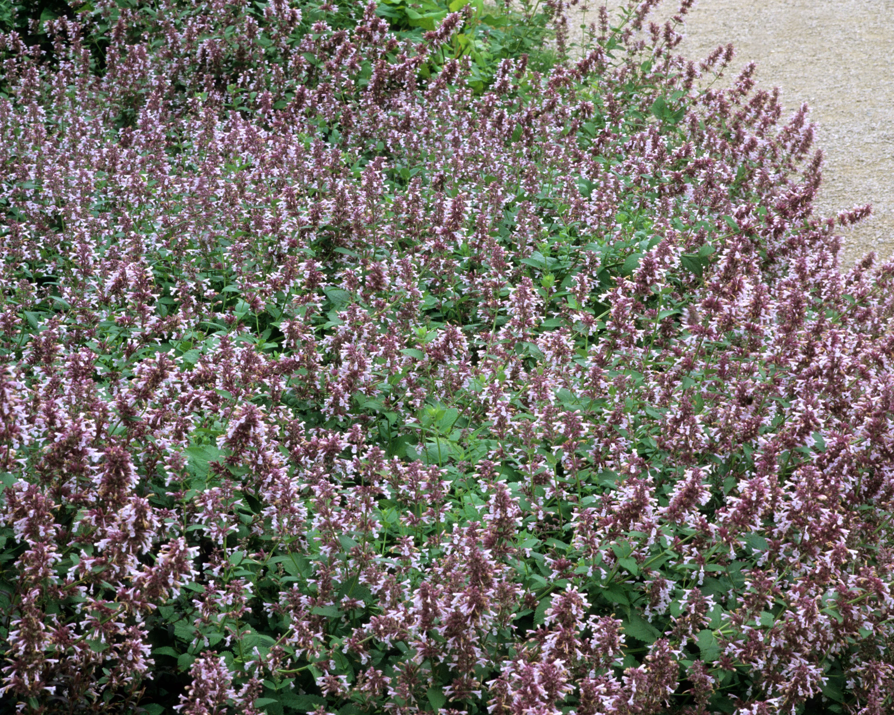 Nepeta 'Dawn to Dusk' - Image 7