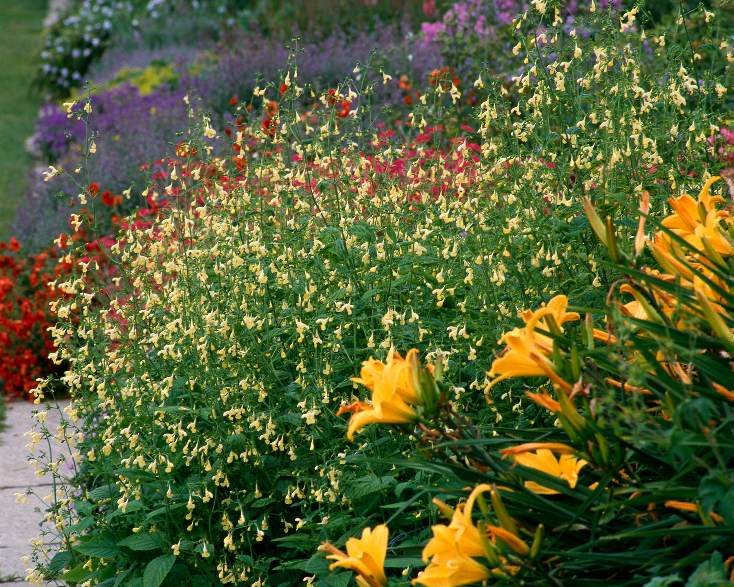 Nepeta govaniana - Image 2