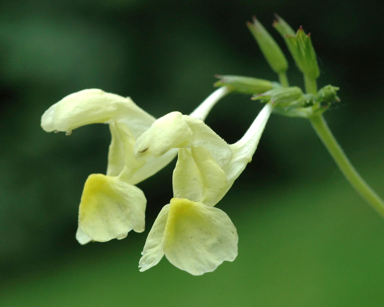 Nepeta govaniana - Image 3