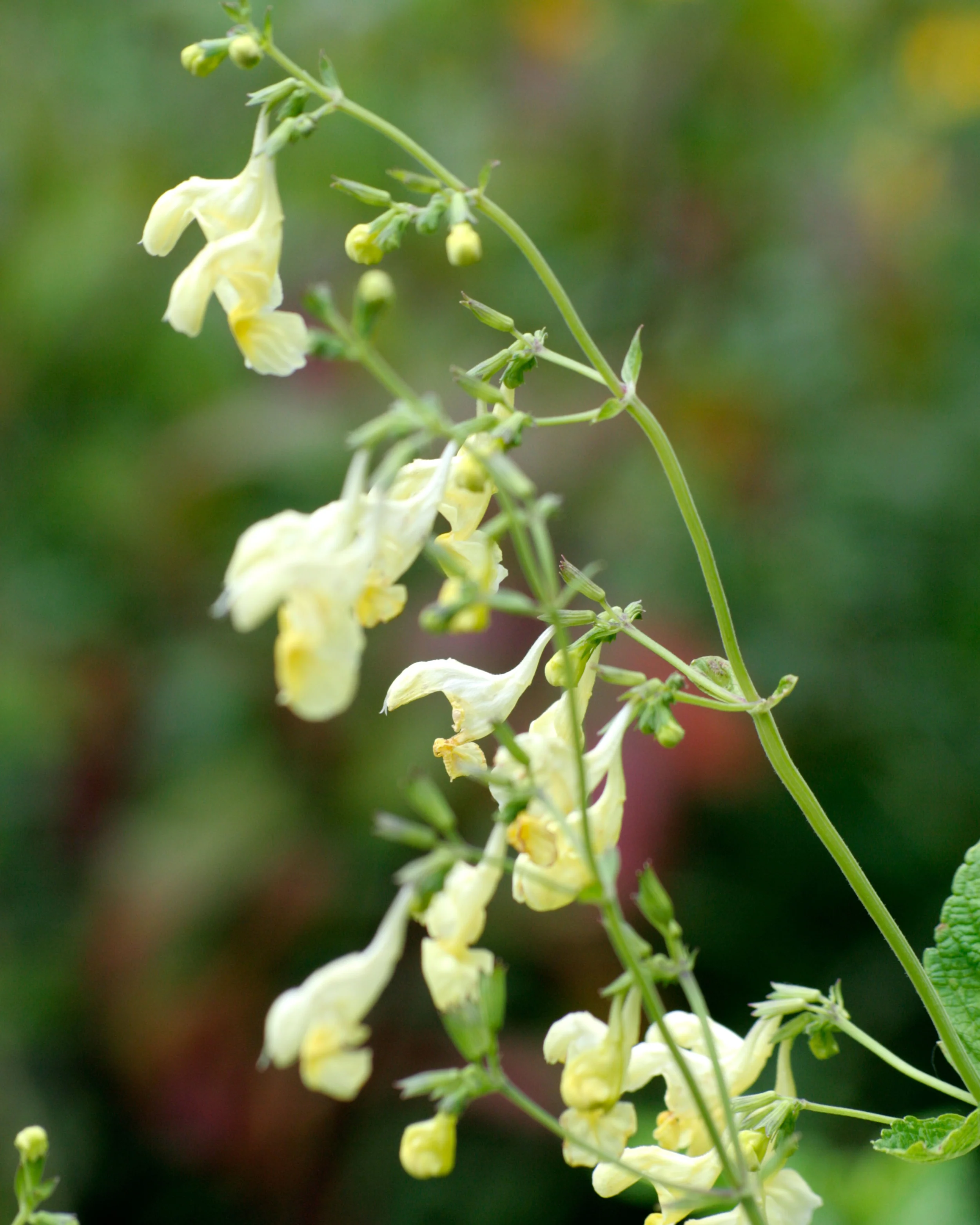 Nepeta govaniana - Image 4