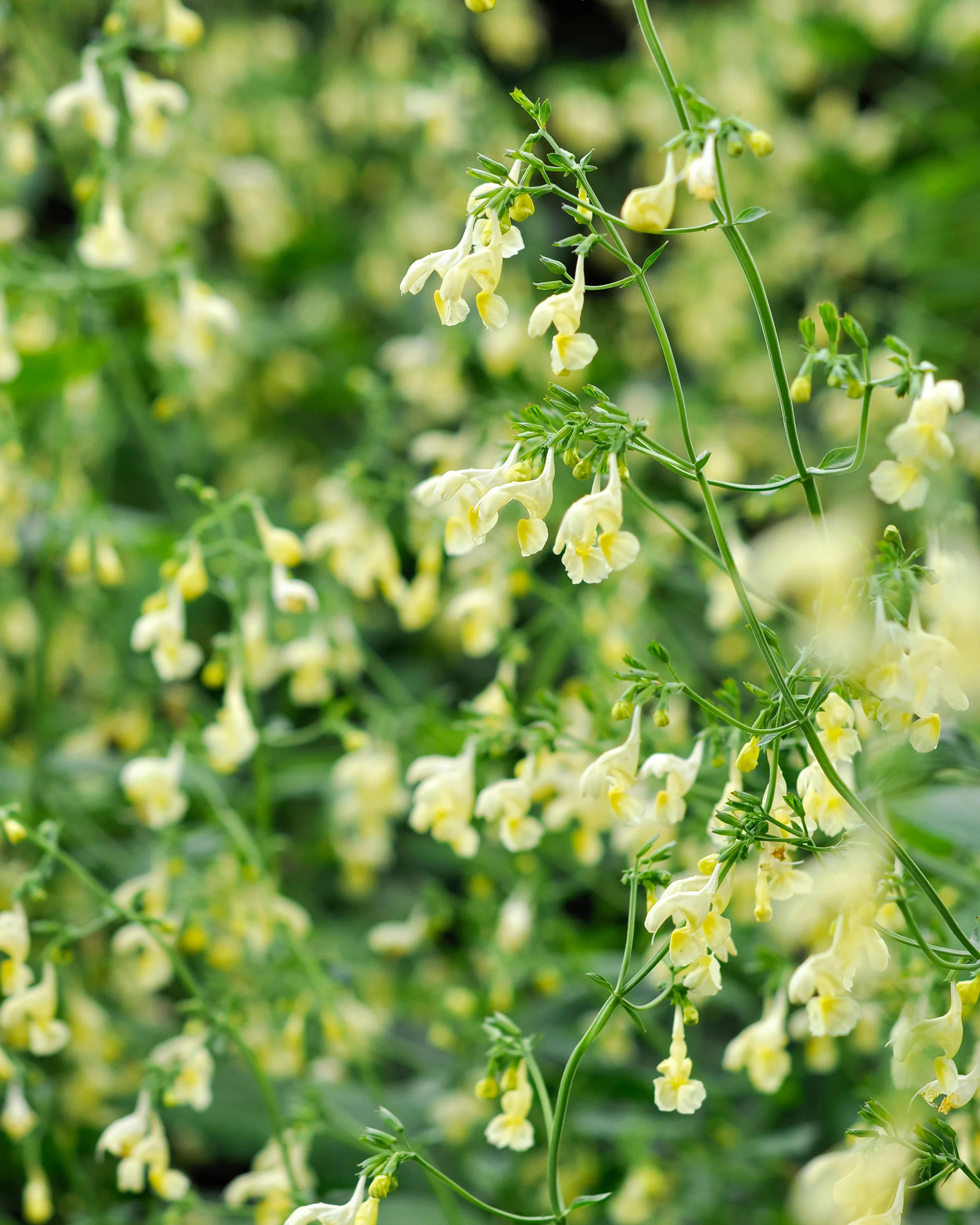 Nepeta govaniana - Image 5