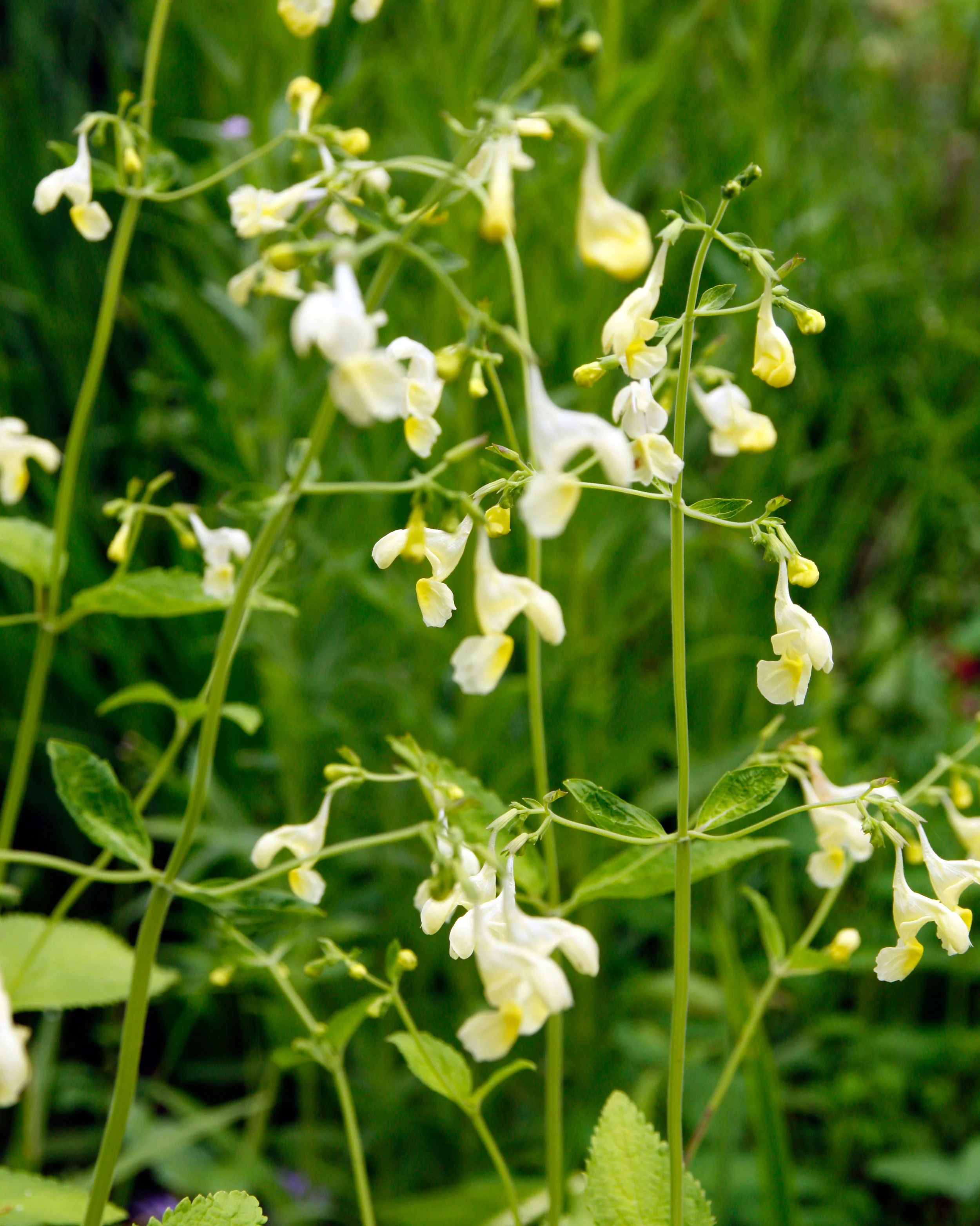 Nepeta govaniana - Image 8