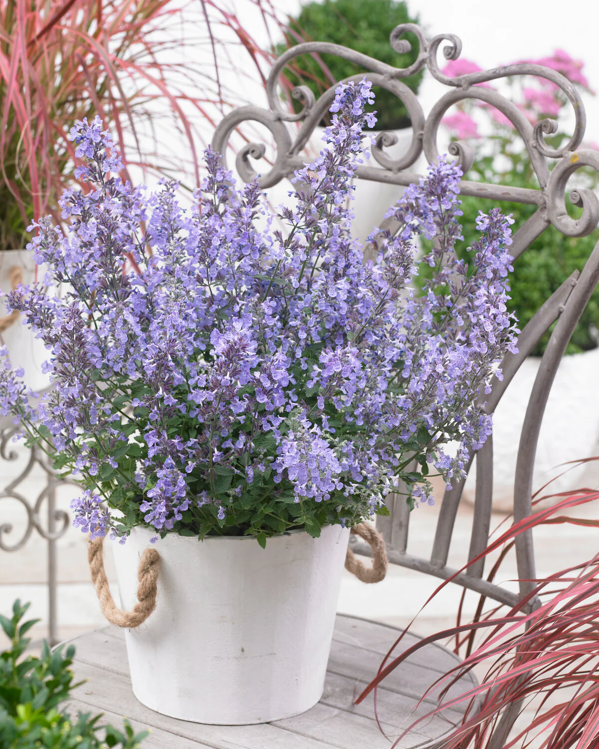 Nepeta 'Junior Walker' - Image 4