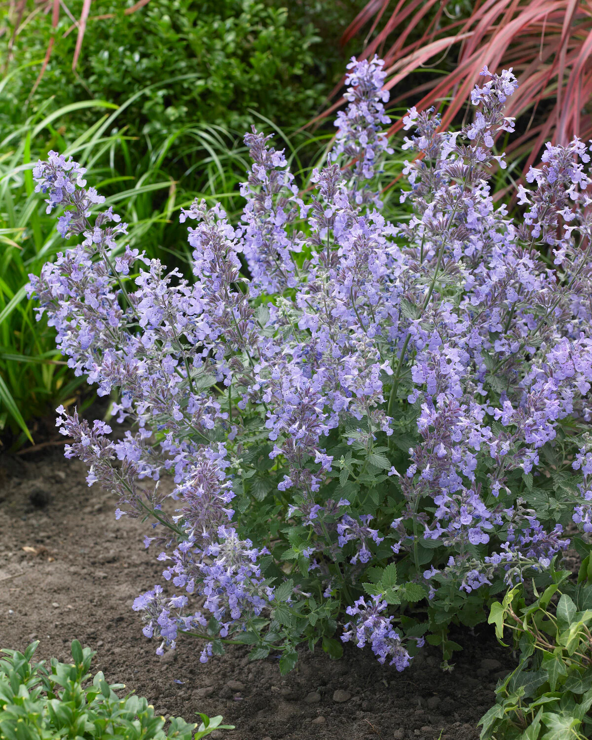 Nepeta 'Junior Walker' - Image 6