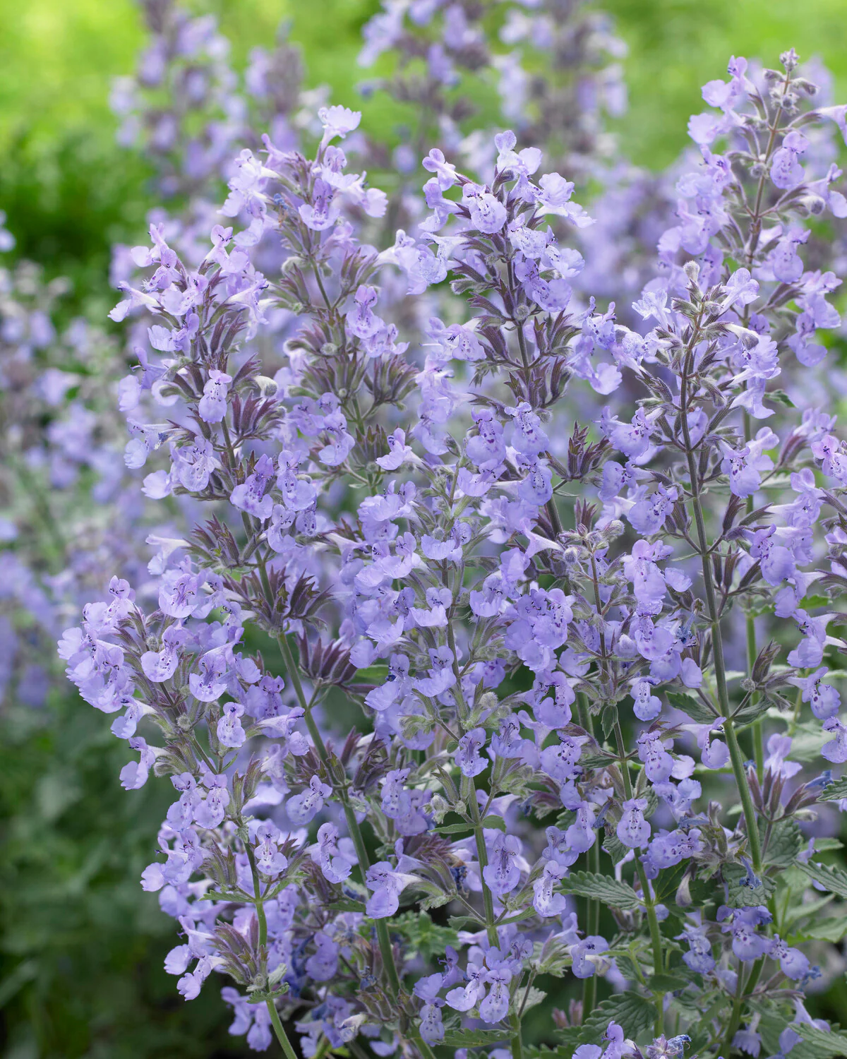 Nepeta 'Junior Walker' - Image 7