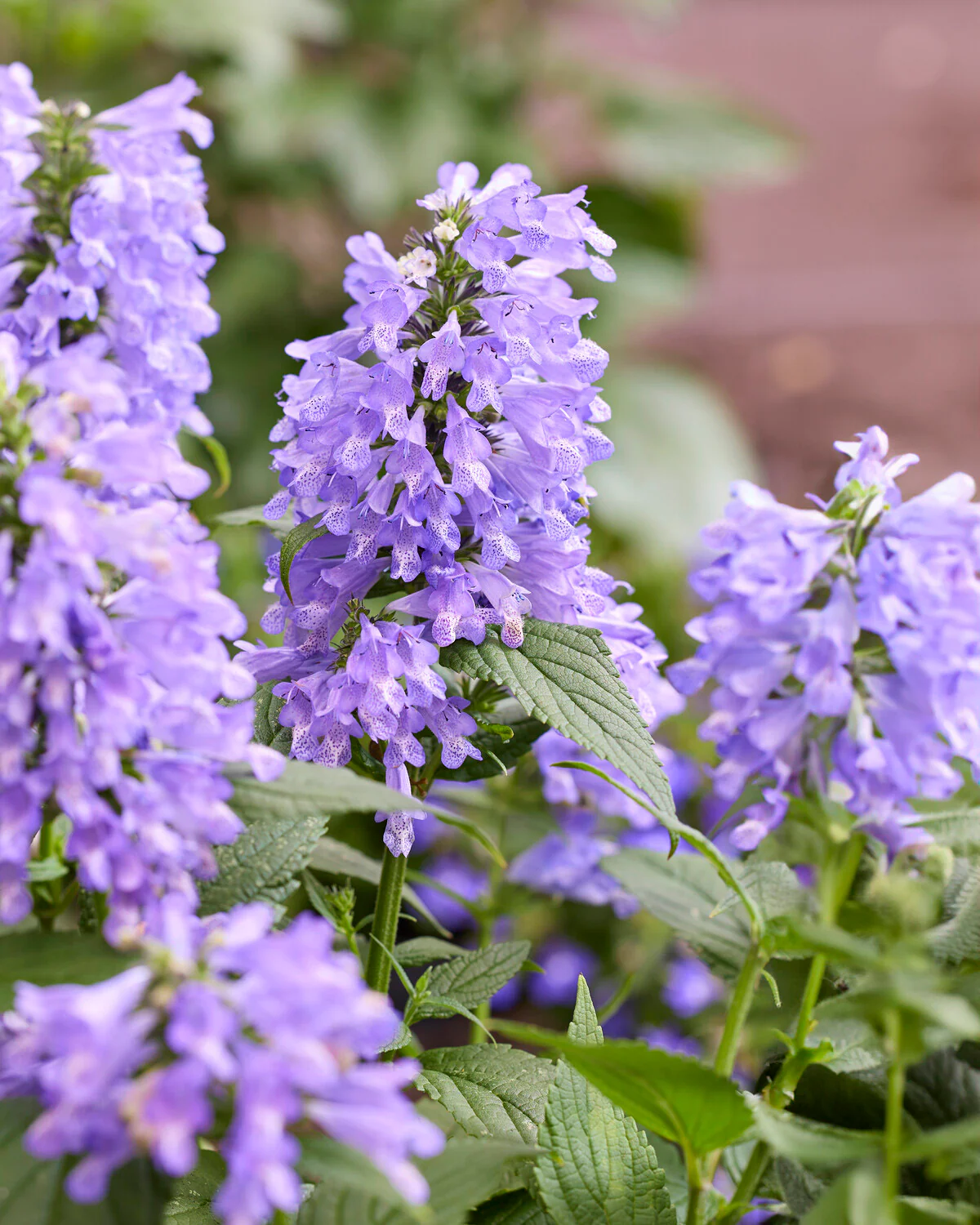 Nepeta 'Magical Mr. Blue Sky' - Image 2