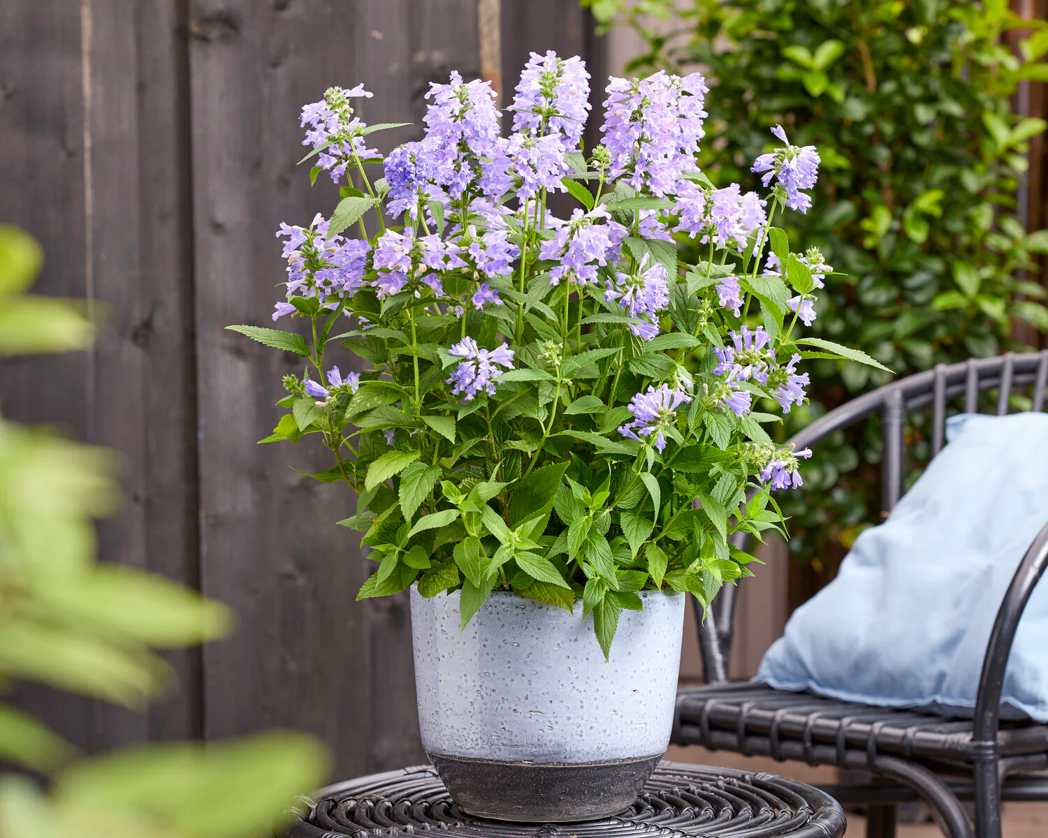 Nepeta 'Magical Mr. Blue Sky' - Image 3