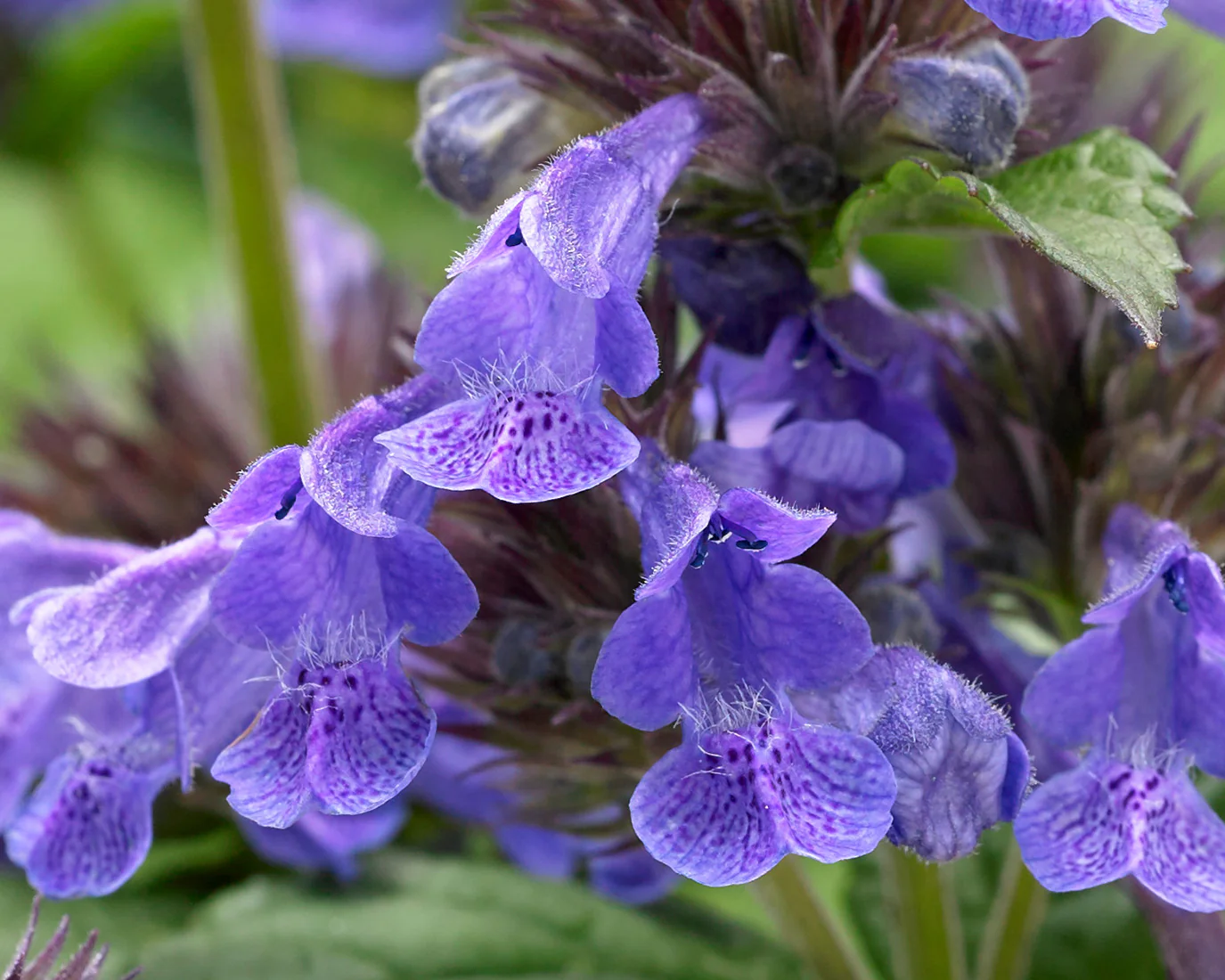 Nepeta 'Neptune Bokratune' - Image 4