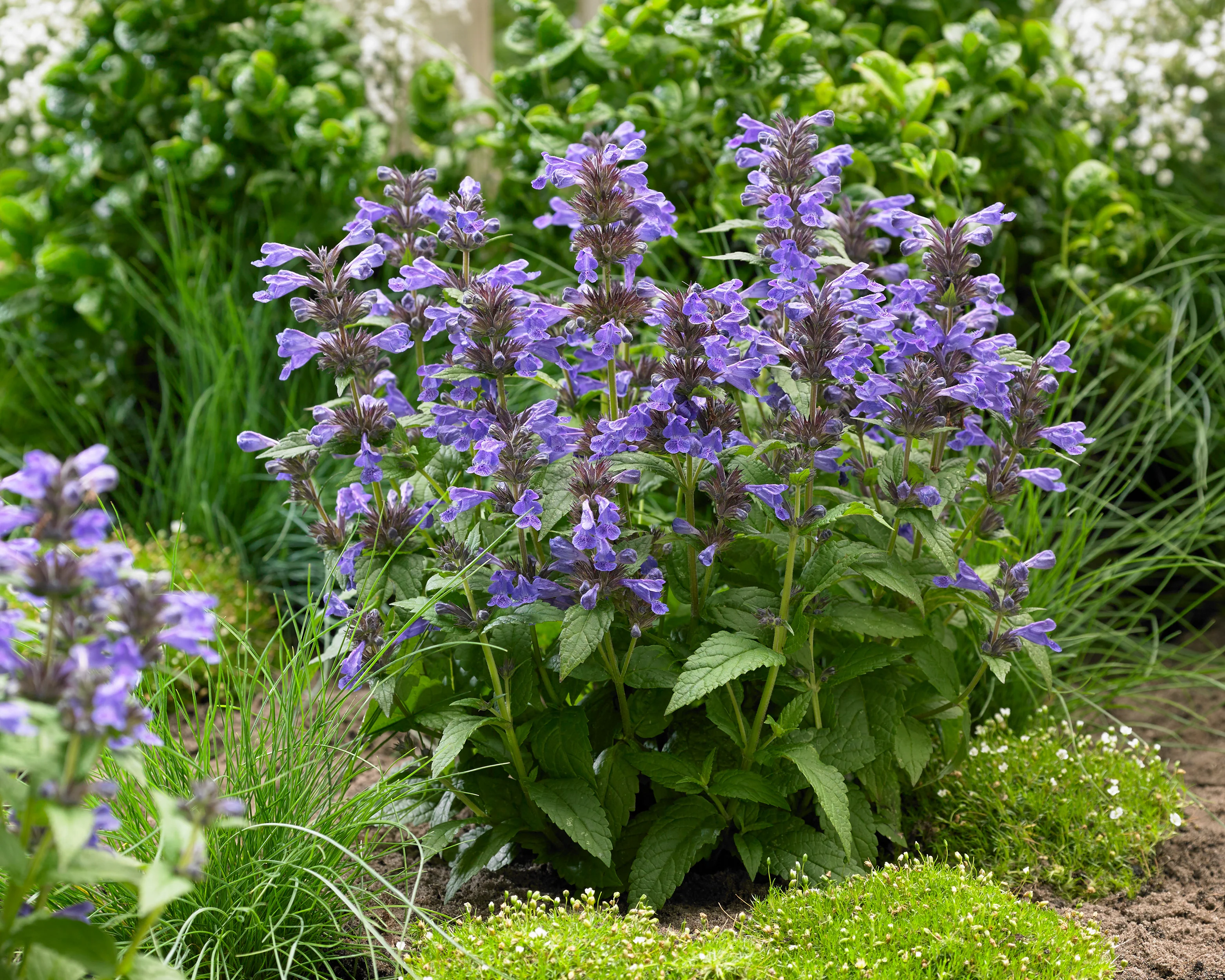 Nepeta 'Neptune Bokratune' - Image 6