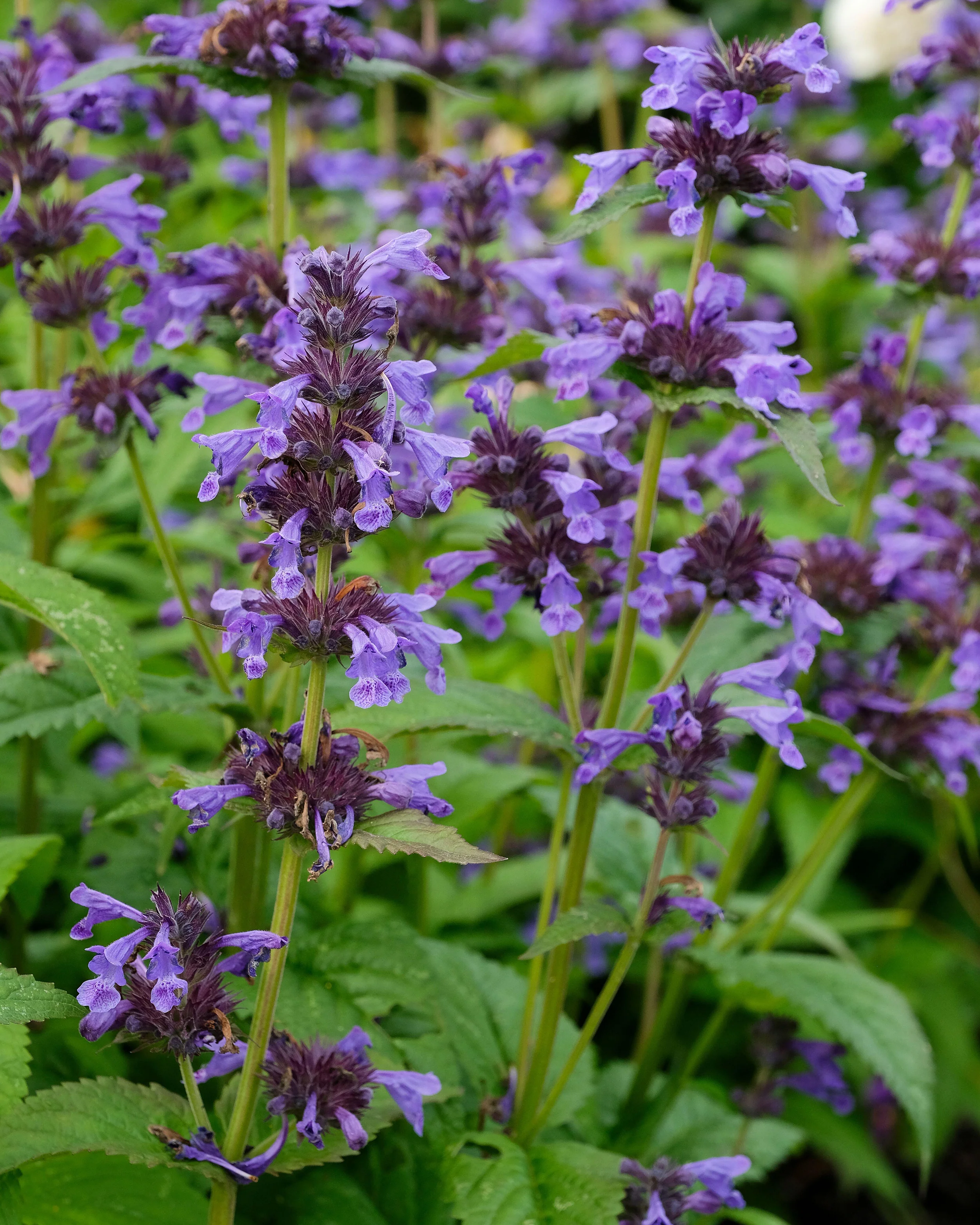 Nepeta 'Neptune Bokratune' - Image 7